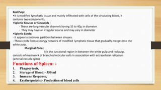Red Pulp:
•It is modified lymphatic tissue and mainly infiltrated with cells of the circulating blood, it
contains two components,
•Splenic Sinuses or Sinusoids :
- These are long vascular channels having 35 to 40µ in diameter.
- They may have an irregular course and may vary in diameter
•Splenic Cords:
- It appears continues partition between sinuses.
- These cords form a spongy network of modified lymphatic tissue that gradually merges into the
white pulp.
Marginal Zone :
It is the junctional region in between the white pulp and red pulp,
consists of meshwork of branched reticular cells in association with extracellular reticulum
(arterial vessels open)
Functions of Spleen: -
1. Phagocytosis,
2. Storage of Blood:- 350 ml
3. Immune Response,
4. Erythropoiesis:- Production of blood cells
 