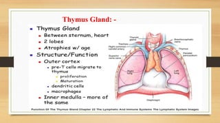 Thymus Gland: -
 