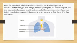 Once the surviving T cells have reached the medulla, the T cells will proceed to
mature. The remaining T cells will go on to kill pathogens, will activate helper B cells
that make antibodies against specific antigens, and will store the memories of previous
infections and viruses so that the body can be better prepared to fight them off if they
ever return.
 