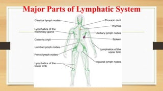 Major Parts of Lymphatic System
 