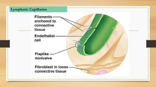 Lymphatic Capillaries
 