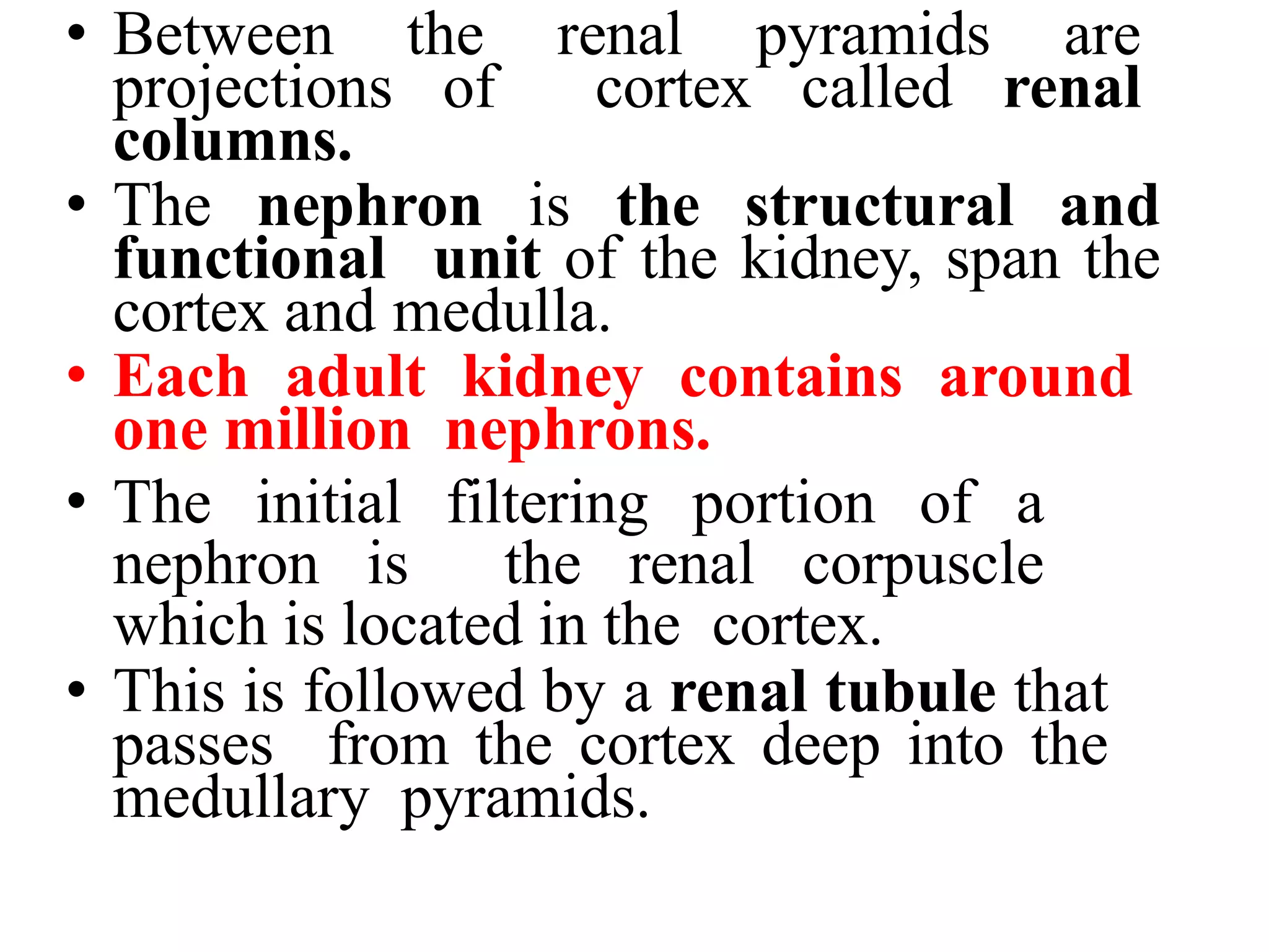• Between the renal pyramids are
projections of cortex called renal
columns.
• The nephron is the structural and
functional unit of the kidney, span the
cortex and medulla.
• Each adult kidney contains around
one million nephrons.
• The initial filtering portion of a
nephron is the renal corpuscle
which is located in the cortex.
• This is followed by a renal tubule that
passes from the cortex deep into the
medullary pyramids.
 