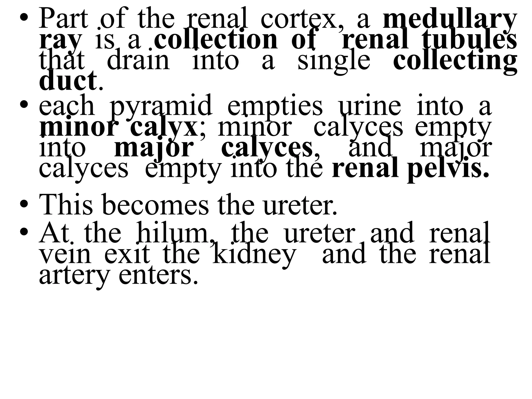 • Part of the renal cortex, a medullary
ray is a collection of renal tubules
that drain into a single collecting
duct.
• each pyramid empties urine into a
minor calyx; minor calyces empty
into major calyces, and major
calyces empty into the renal pelvis.
• This becomes the ureter.
• At the hilum, the ureter and renal
vein exit the kidney and the renal
artery enters.
 