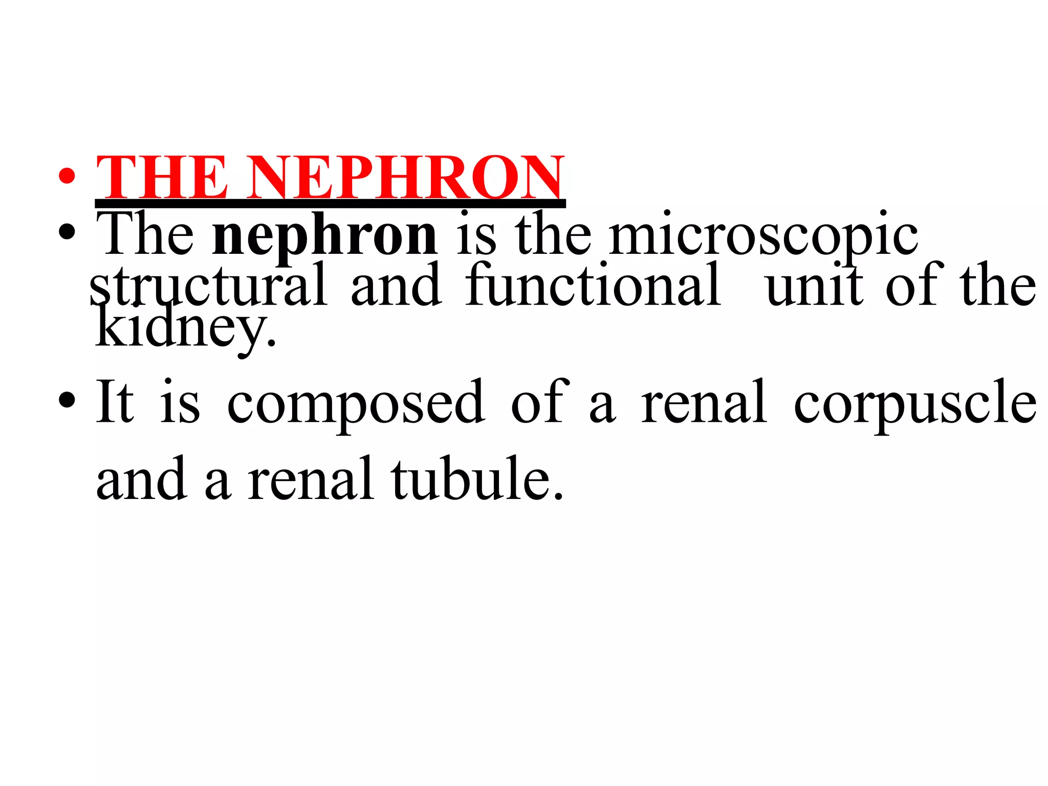 • THE NEPHRON
• The nephron is the microscopic
structural and functional unit of the
kidney.
• It is composed of a renal corpuscle
and a renal tubule.
 