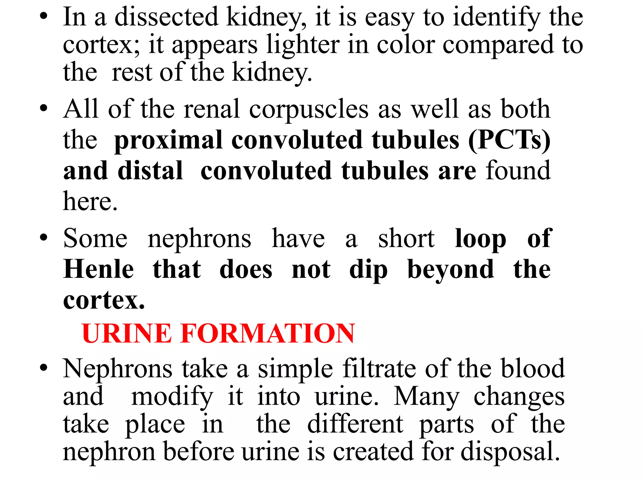 • In a dissected kidney, it is easy to identify the
cortex; it appears lighter in color compared to
the rest of the kidney.
• All of the renal corpuscles as well as both
the proximal convoluted tubules (PCTs)
and distal convoluted tubules are found
here.
• Some nephrons have a short loop of
Henle that does not dip beyond the
cortex.
URINE FORMATION
• Nephrons take a simple filtrate of the blood
and modify it into urine. Many changes
take place in the different parts of the
nephron before urine is created for disposal.
 
