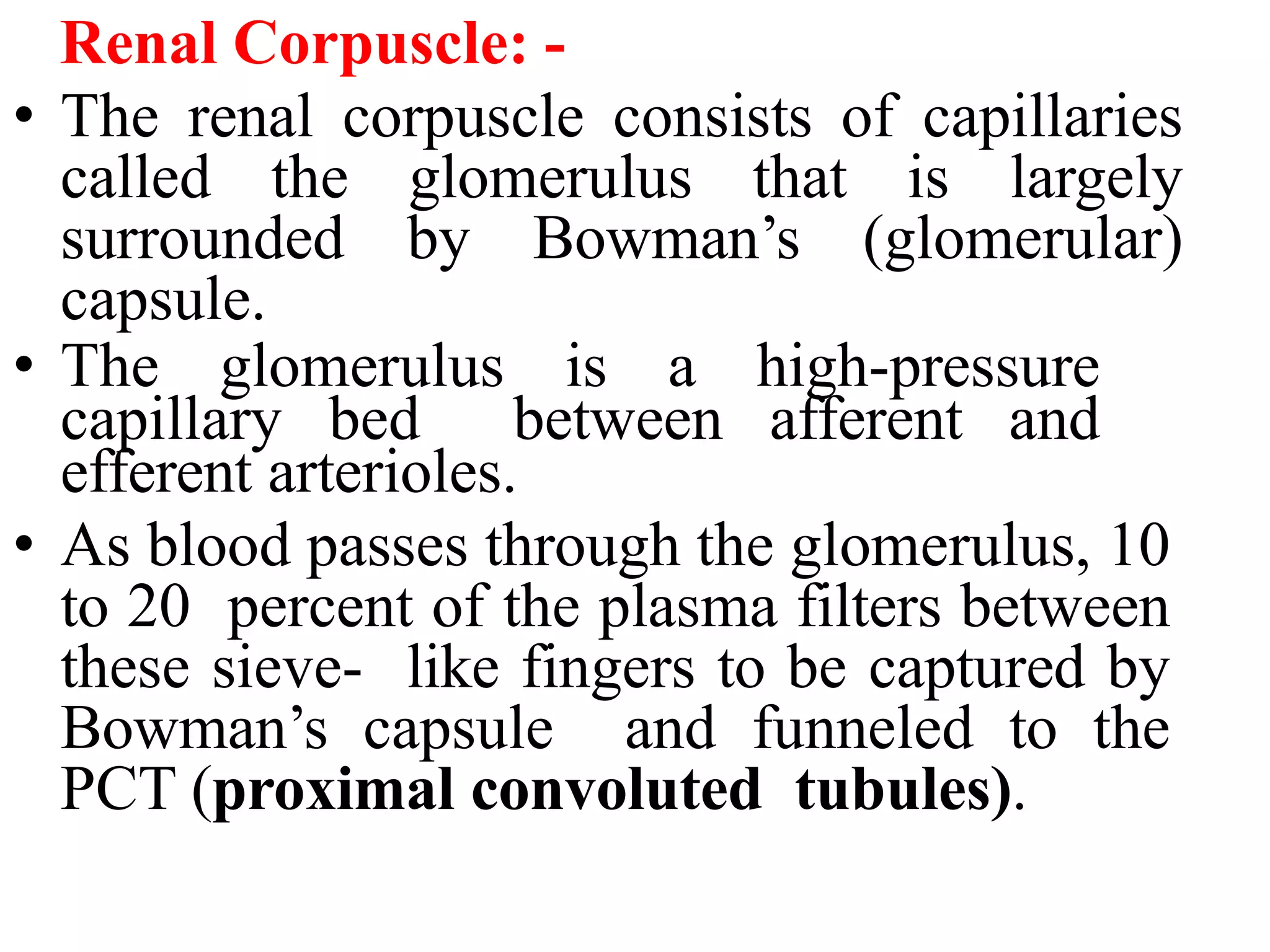 Renal Corpuscle: -
• The renal corpuscle consists of capillaries
called the glomerulus that is largely
surrounded by Bowman’s (glomerular)
capsule.
• The glomerulus is a high-pressure
capillary bed between afferent and
efferent arterioles.
• As blood passes through the glomerulus, 10
to 20 percent of the plasma filters between
these sieve- like fingers to be captured by
Bowman’s capsule and funneled to the
PCT (proximal convoluted tubules).
 