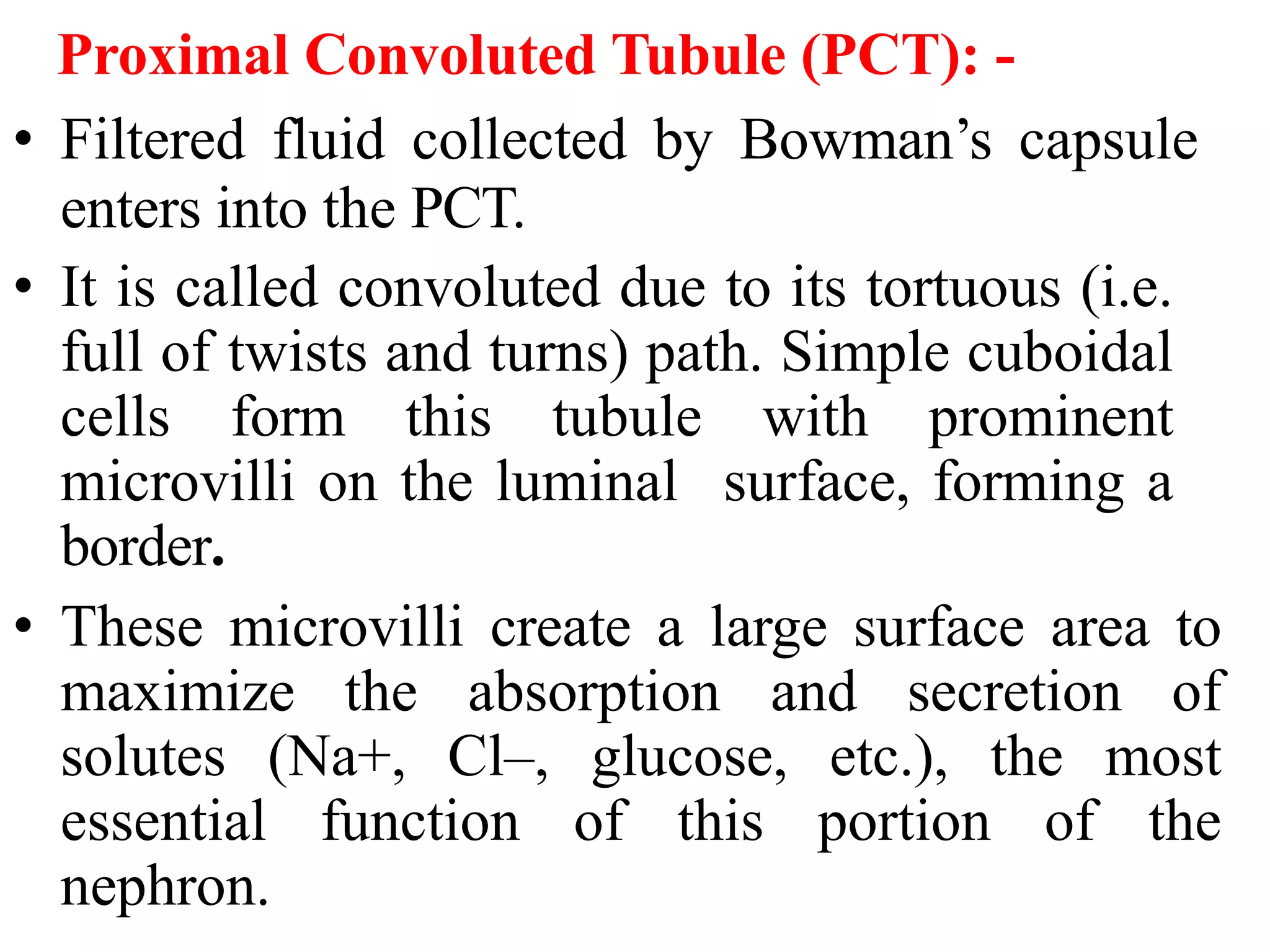Proximal Convoluted Tubule (PCT): -
• Filtered fluid collected by Bowman’s capsule
enters into the PCT.
• It is called convoluted due to its tortuous (i.e.
full of twists and turns) path. Simple cuboidal
cells form this tubule with prominent
microvilli on the luminal surface, forming a
border.
• These microvilli create a large surface area to
maximize the absorption and secretion of
solutes (Na+, Cl–, glucose, etc.), the most
essential function of this portion of the
nephron.
 