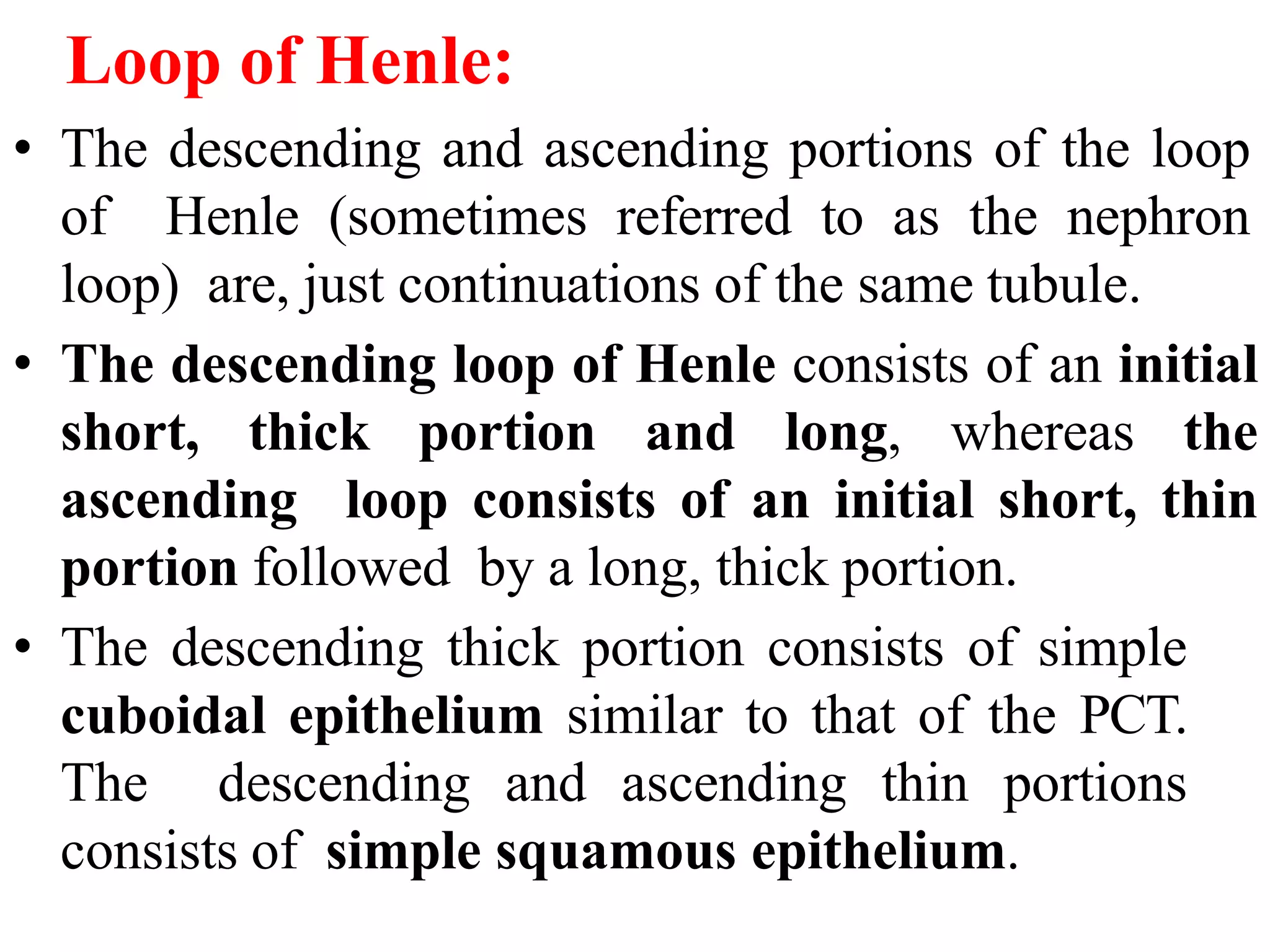 Loop of Henle:
• The descending and ascending portions of the loop
of Henle (sometimes referred to as the nephron
loop) are, just continuations of the same tubule.
• The descending loop of Henle consists of an initial
short, thick portion and long, whereas the
ascending loop consists of an initial short, thin
portion followed by a long, thick portion.
• The descending thick portion consists of simple
cuboidal epithelium similar to that of the PCT.
The descending and ascending thin portions
consists of simple squamous epithelium.
 