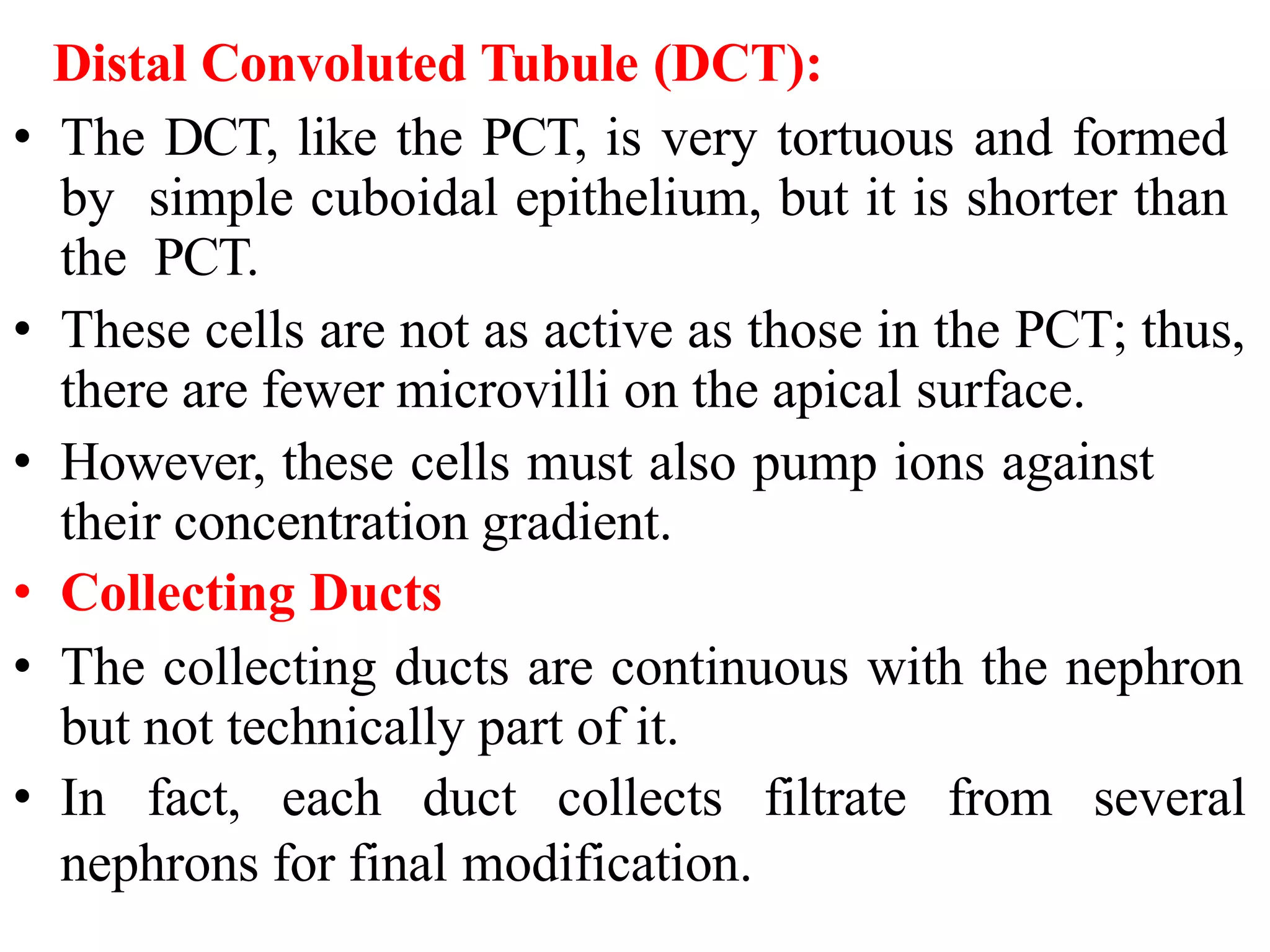 Distal Convoluted Tubule (DCT):
• The DCT, like the PCT, is very tortuous and formed
by simple cuboidal epithelium, but it is shorter than
the PCT.
• These cells are not as active as those in the PCT; thus,
there are fewer microvilli on the apical surface.
• However, these cells must also pump ions against
their concentration gradient.
• Collecting Ducts
• The collecting ducts are continuous with the nephron
but not technically part of it.
• In fact, each duct collects filtrate from several
nephrons for final modification.
 