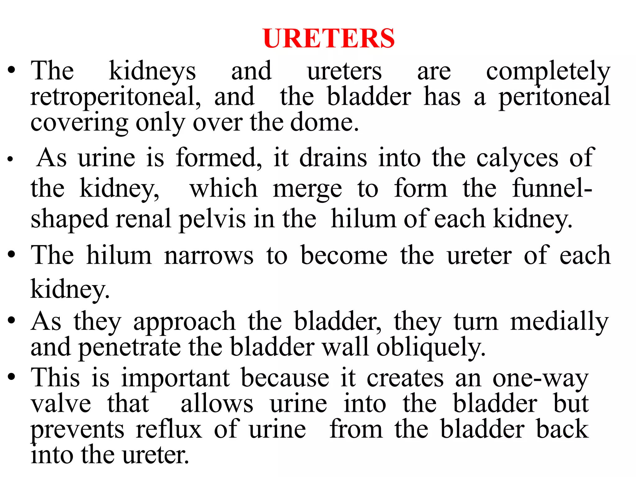 URETERS
• The kidneys and ureters are completely
retroperitoneal, and the bladder has a peritoneal
covering only over the dome.
• As urine is formed, it drains into the calyces of
the kidney, which merge to form the funnel-
shaped renal pelvis in the hilum of each kidney.
• The hilum narrows to become the ureter of each
kidney.
• As they approach the bladder, they turn medially
and penetrate the bladder wall obliquely.
• This is important because it creates an one-way
valve that allows urine into the bladder but
prevents reflux of urine from the bladder back
into the ureter.
 