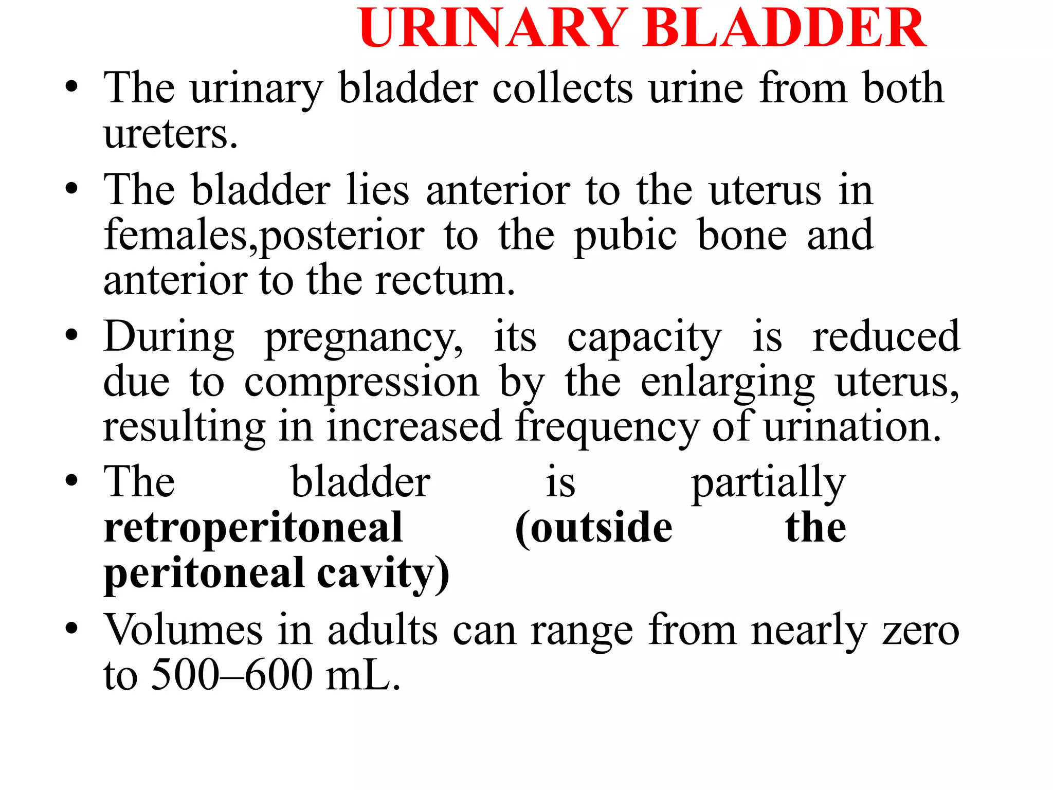 URINARY BLADDER
• The urinary bladder collects urine from both
ureters.
• The bladder lies anterior to the uterus in
females,posterior to the pubic bone and
anterior to the rectum.
• During pregnancy, its capacity is reduced
due to compression by the enlarging uterus,
resulting in increased frequency of urination.
• The bladder is partially
retroperitoneal (outside the
peritoneal cavity)
• Volumes in adults can range from nearly zero
to 500–600 mL.
 