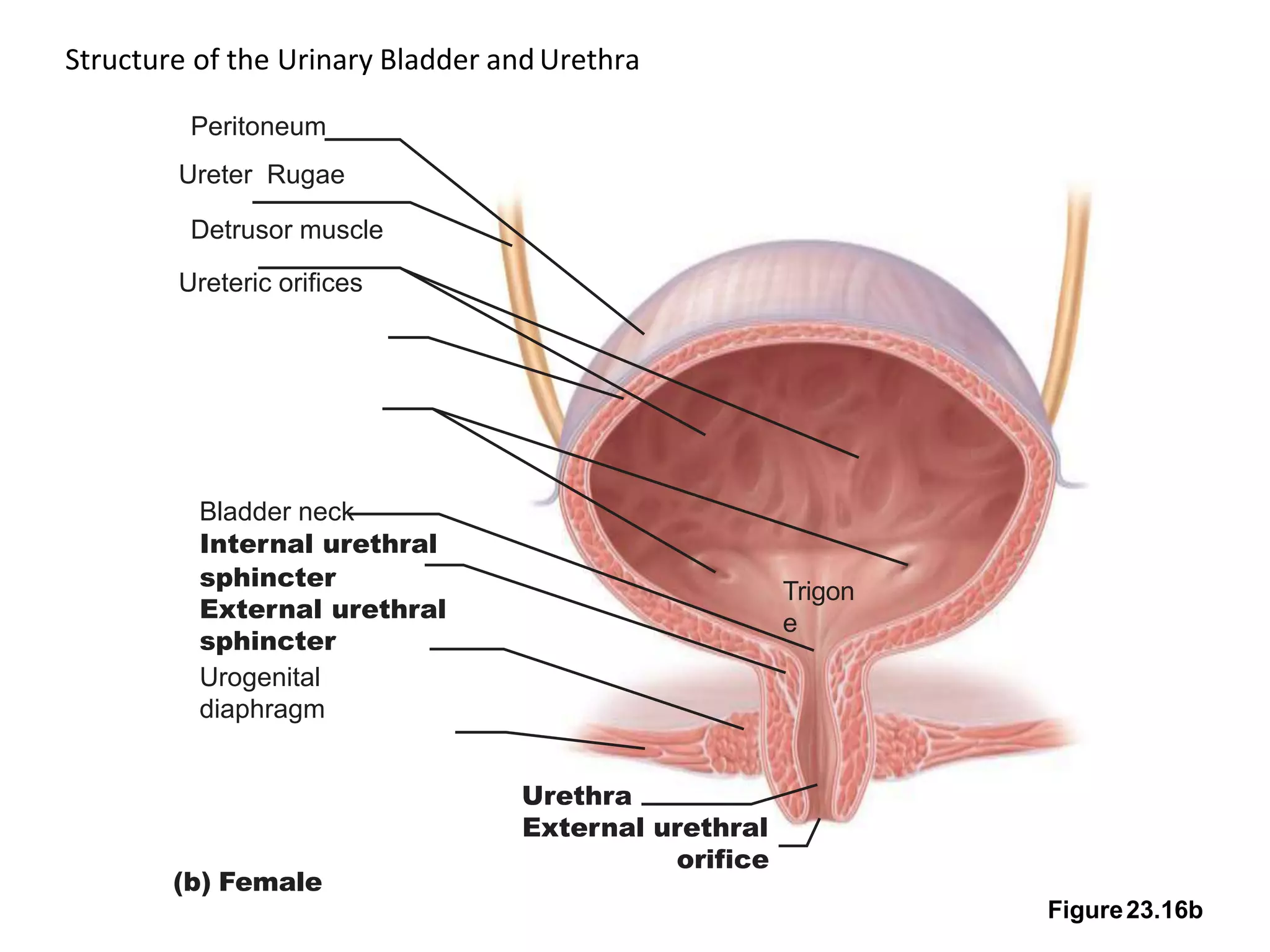 Structure of the Urinary Bladder andUrethra
Figure23.16b
Trigon
e
Bladder neck
Internal urethral
sphincter
External urethral
sphincter
Urogenital
diaphragm
Urethra
External urethral
orifice
Peritoneum
Ureter Rugae
Detrusor muscle
Ureteric orifices
(b) Female
 