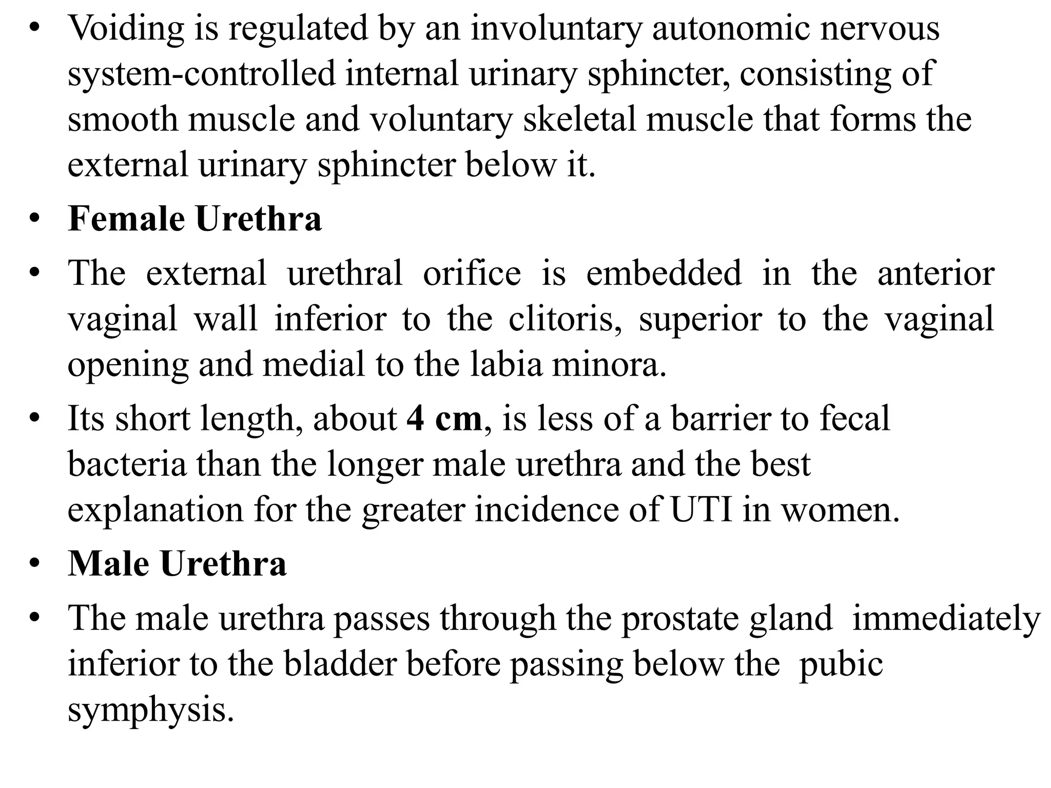 • Voiding is regulated by an involuntary autonomic nervous
system-controlled internal urinary sphincter, consisting of
smooth muscle and voluntary skeletal muscle that forms the
external urinary sphincter below it.
• Female Urethra
• The external urethral orifice is embedded in the anterior
vaginal wall inferior to the clitoris, superior to the vaginal
opening and medial to the labia minora.
• Its short length, about 4 cm, is less of a barrier to fecal
bacteria than the longer male urethra and the best
explanation for the greater incidence of UTI in women.
• Male Urethra
• The male urethra passes through the prostate gland immediately
inferior to the bladder before passing below the pubic
symphysis.
 