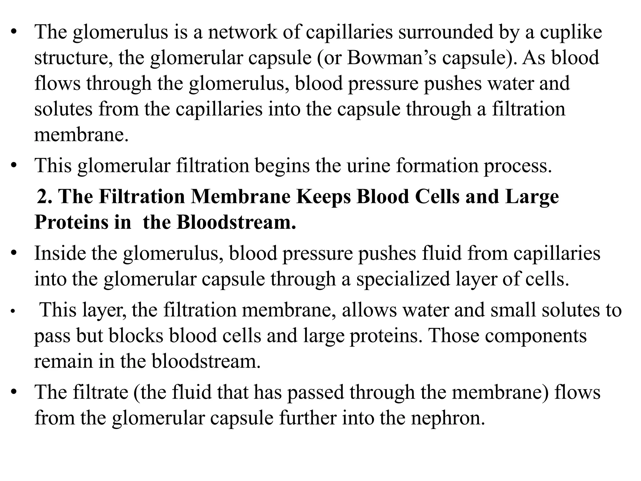• The glomerulus is a network of capillaries surrounded by a cuplike
structure, the glomerular capsule (or Bowman’s capsule). As blood
flows through the glomerulus, blood pressure pushes water and
solutes from the capillaries into the capsule through a filtration
membrane.
• This glomerular filtration begins the urine formation process.
2. The Filtration Membrane Keeps Blood Cells and Large
Proteins in the Bloodstream.
• Inside the glomerulus, blood pressure pushes fluid from capillaries
into the glomerular capsule through a specialized layer of cells.
• This layer, the filtration membrane, allows water and small solutes to
pass but blocks blood cells and large proteins. Those components
remain in the bloodstream.
• The filtrate (the fluid that has passed through the membrane) flows
from the glomerular capsule further into the nephron.
 