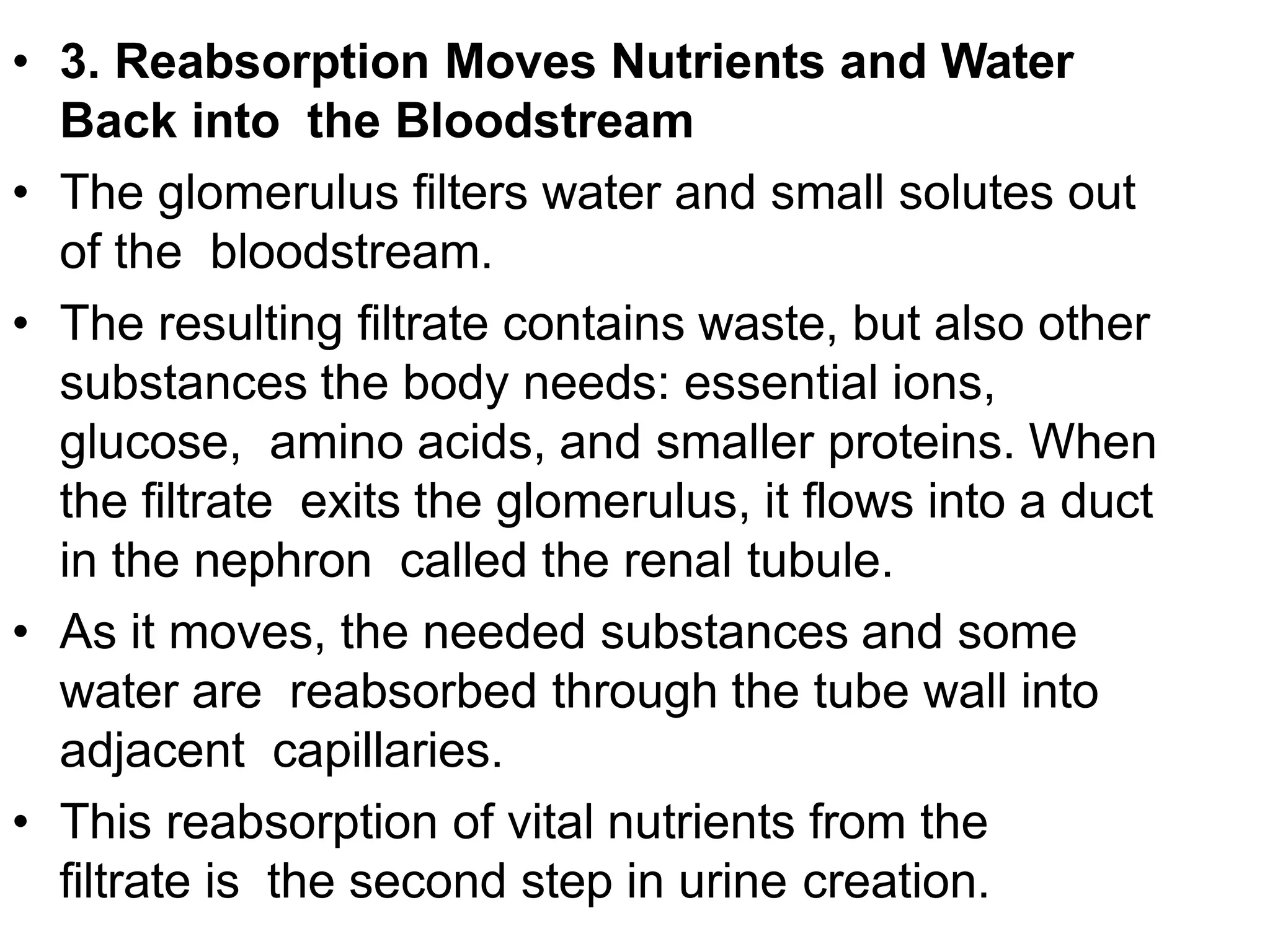 • 3. Reabsorption Moves Nutrients and Water
Back into the Bloodstream
• The glomerulus filters water and small solutes out
of the bloodstream.
• The resulting filtrate contains waste, but also other
substances the body needs: essential ions,
glucose, amino acids, and smaller proteins. When
the filtrate exits the glomerulus, it flows into a duct
in the nephron called the renal tubule.
• As it moves, the needed substances and some
water are reabsorbed through the tube wall into
adjacent capillaries.
• This reabsorption of vital nutrients from the
filtrate is the second step in urine creation.
 