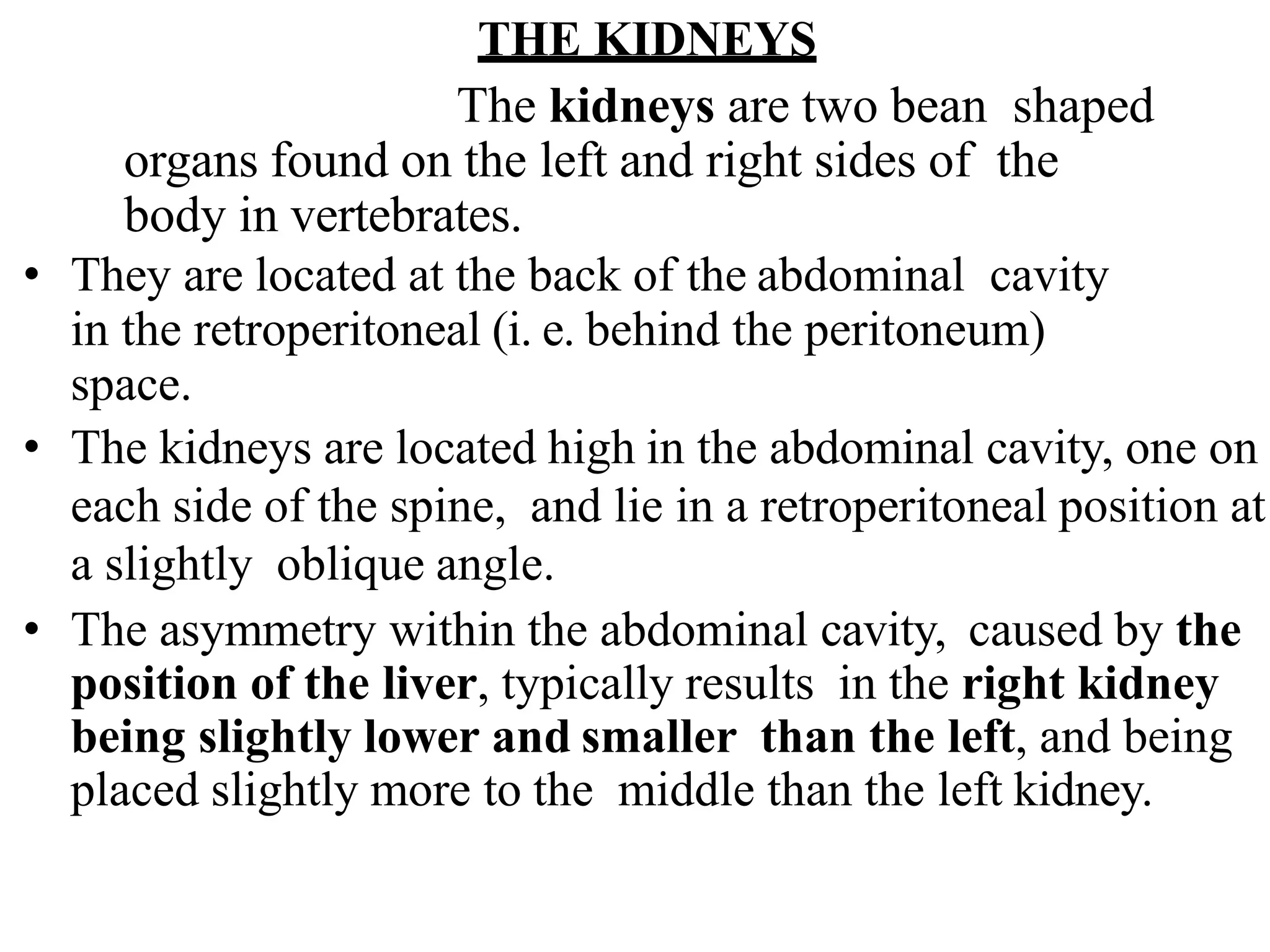 THE KIDNEYS
The kidneys are two bean shaped
organs found on the left and right sides of the
body in vertebrates.
• They are located at the back of the abdominal cavity
in the retroperitoneal (i. e. behind the peritoneum)
space.
• The kidneys are located high in the abdominal cavity, one on
each side of the spine, and lie in a retroperitoneal position at
a slightly oblique angle.
• The asymmetry within the abdominal cavity, caused by the
position of the liver, typically results in the right kidney
being slightly lower and smaller than the left, and being
placed slightly more to the middle than the left kidney.
 