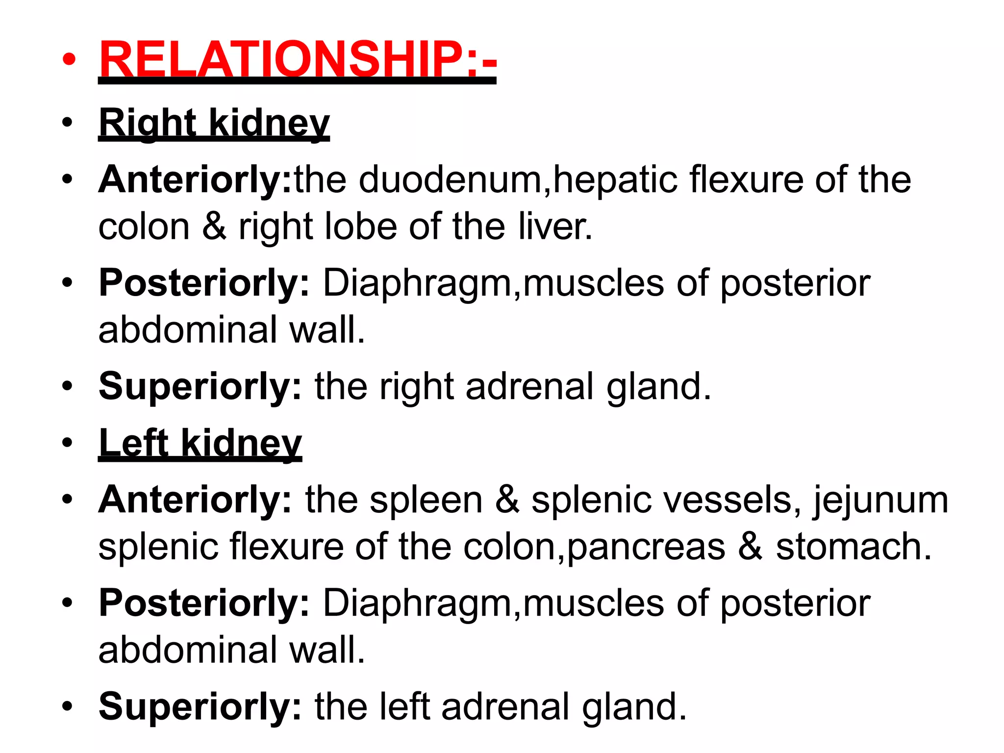 • RELATIONSHIP:-
• Right kidney
• Anteriorly:the duodenum,hepatic flexure of the
colon & right lobe of the liver.
• Posteriorly: Diaphragm,muscles of posterior
abdominal wall.
• Superiorly: the right adrenal gland.
• Left kidney
• Anteriorly: the spleen & splenic vessels, jejunum
splenic flexure of the colon,pancreas & stomach.
• Posteriorly: Diaphragm,muscles of posterior
abdominal wall.
• Superiorly: the left adrenal gland.
 