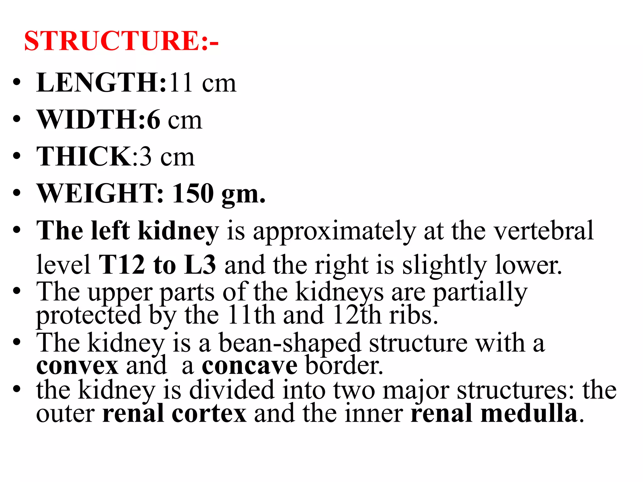 STRUCTURE:-
• LENGTH:11 cm
• WIDTH:6 cm
• THICK:3 cm
• WEIGHT: 150 gm.
• The left kidney is approximately at the vertebral
level T12 to L3 and the right is slightly lower.
• The upper parts of the kidneys are partially
protected by the 11th and 12th ribs.
• The kidney is a bean-shaped structure with a
convex and a concave border.
• the kidney is divided into two major structures: the
outer renal cortex and the inner renal medulla.
 