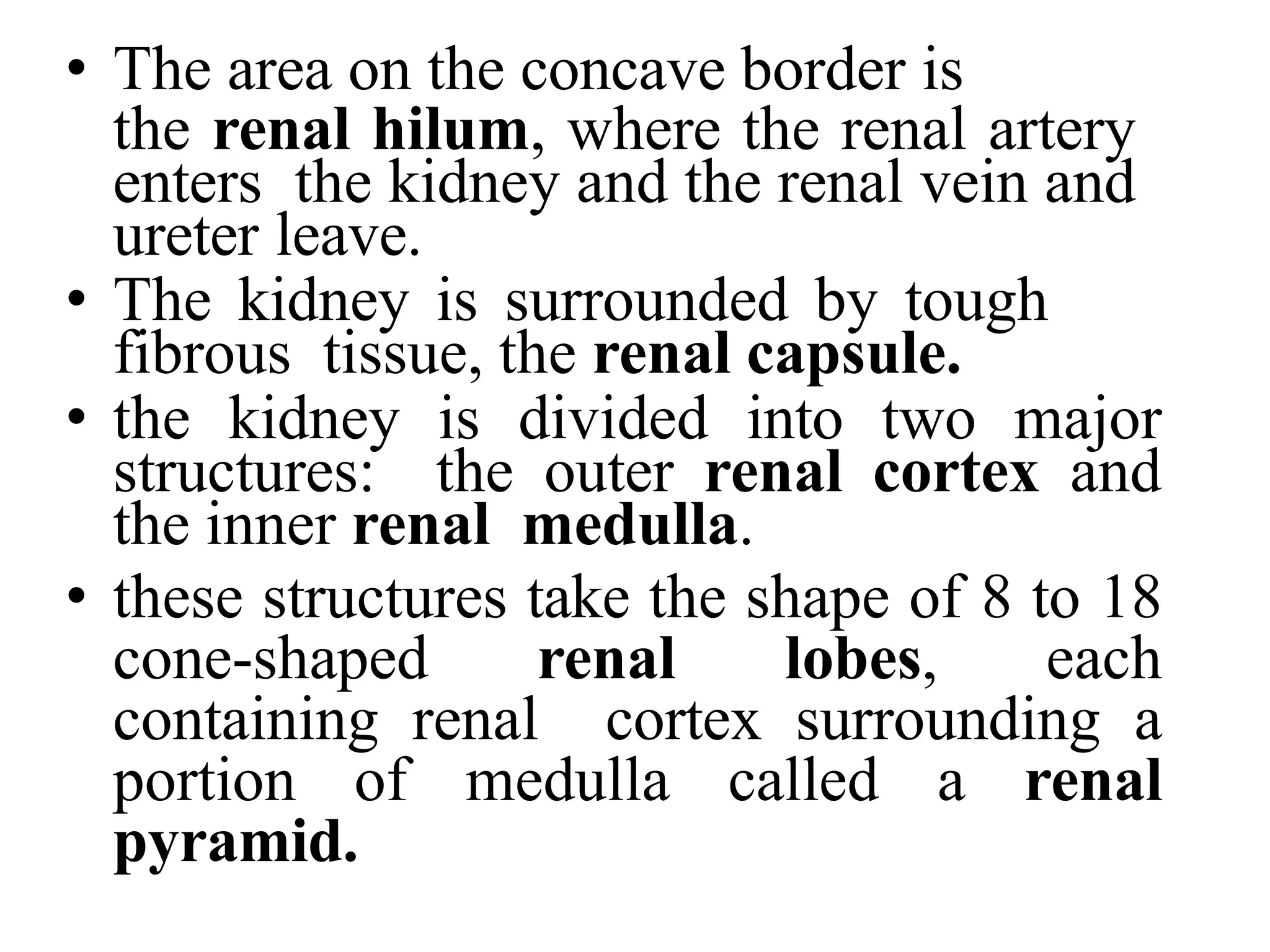 • The area on the concave border is
the renal hilum, where the renal artery
enters the kidney and the renal vein and
ureter leave.
• The kidney is surrounded by tough
fibrous tissue, the renal capsule.
• the kidney is divided into two major
structures: the outer renal cortex and
the inner renal medulla.
• these structures take the shape of 8 to 18
cone-shaped renal lobes, each
containing renal cortex surrounding a
portion of medulla called a renal
pyramid.
 