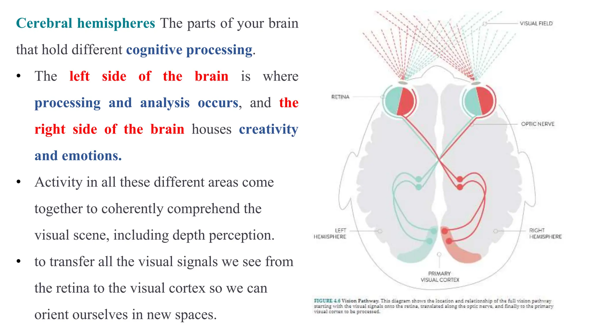 Cerebral hemispheres The parts of your brain
that hold different cognitive processing.
• The left side of the brain is where
processing and analysis occurs, and the
right side of the brain houses creativity
and emotions.
• Activity in all these different areas come
together to coherently comprehend the
visual scene, including depth perception.
• to transfer all the visual signals we see from
the retina to the visual cortex so we can
orient ourselves in new spaces.
 