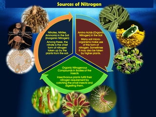 Nitrate Source Unit III- Nitrogen metabolism and Growth | PDF