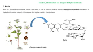 2. Rutin:
Rutin is a flavonoid obtained from various citrus fruits. It can be extracted from the leaves of Fagopyrum esculentum also known as
buckwheat belonging to family Polygonaceae. It is used as capillary fragility factor.
Isolation, Identification and Analysis of Phytoconstituents
Fagopyrum esculentum
Rutin
 
