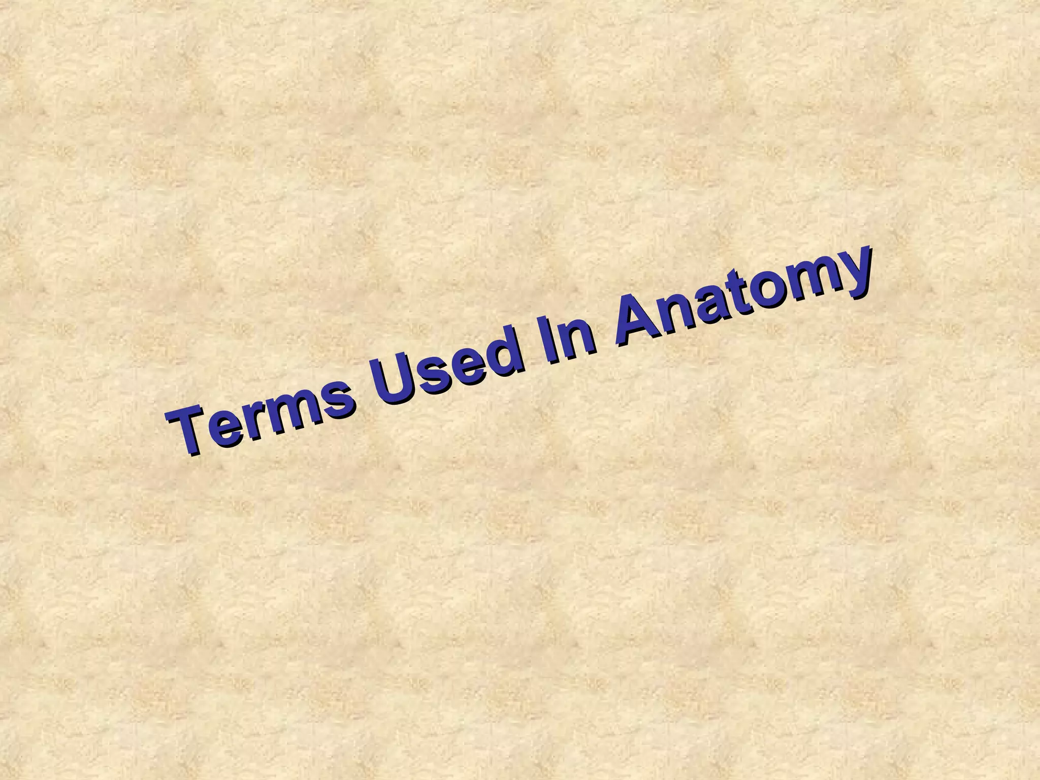 Terms Used In Anatomy
Terms Used In Anatomy
 