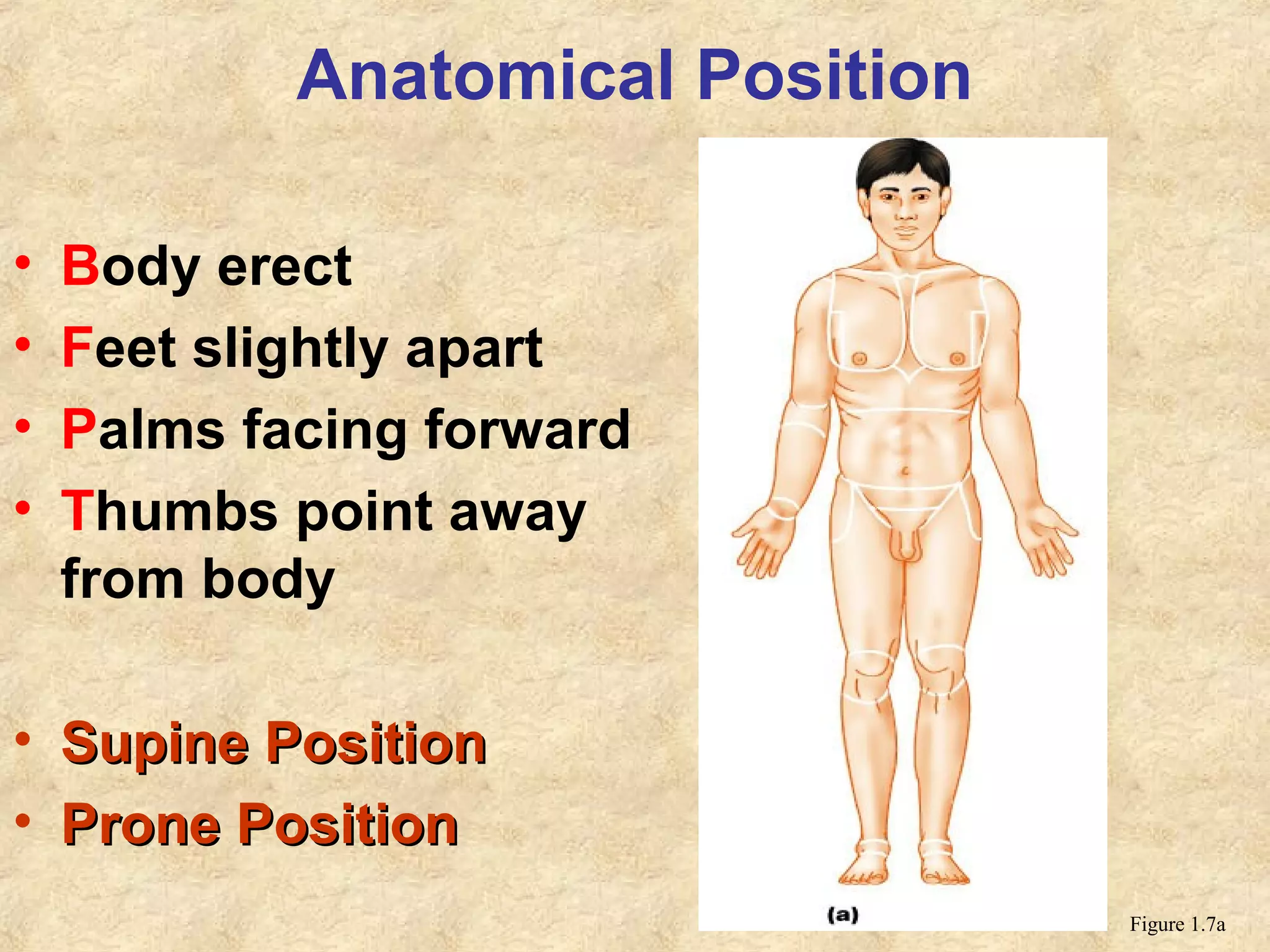 Anatomical Position
• Body erect
• Feet slightly apart
• Palms facing forward
• Thumbs point away
from body
• Supine PositionSupine Position
• Prone PositionProne Position
Figure 1.7a
 