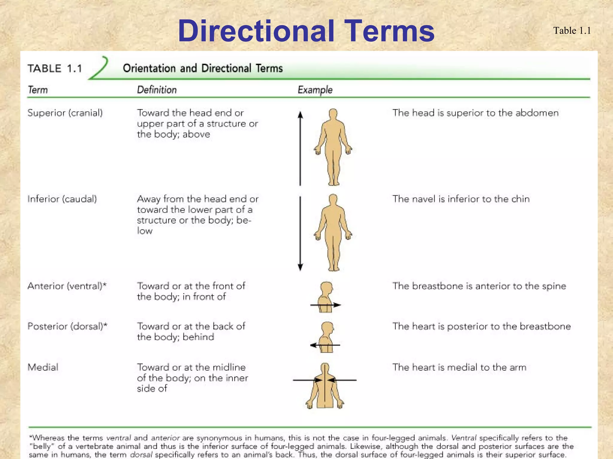 Directional Terms Table 1.1
 