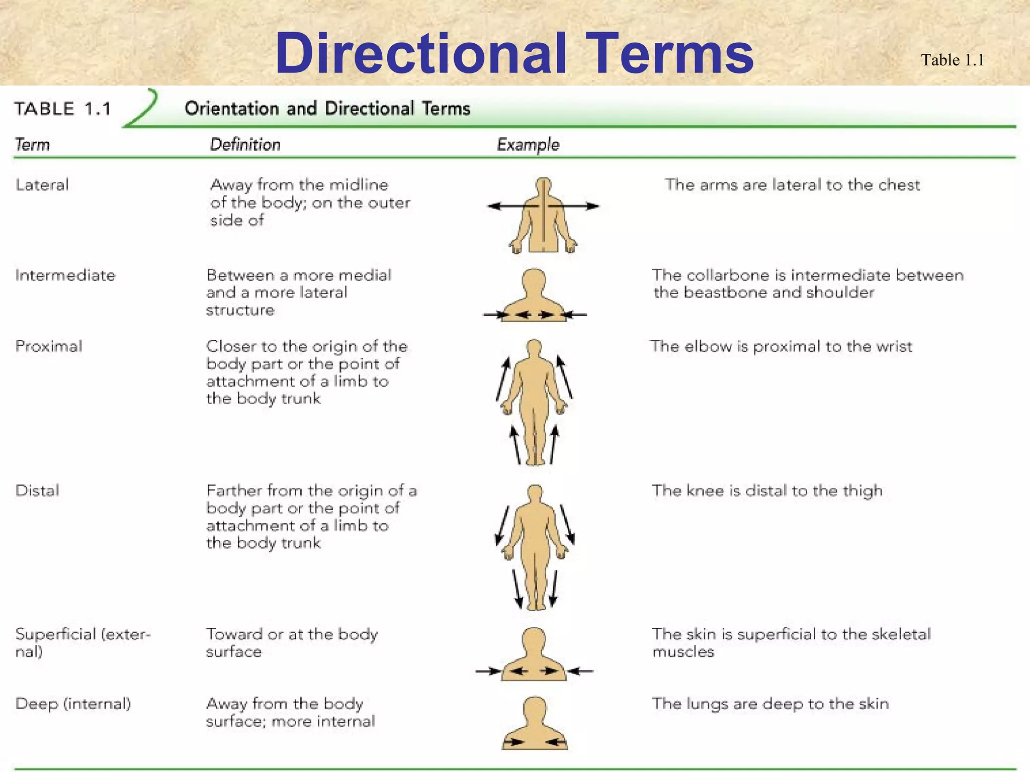 Directional Terms Table 1.1
 