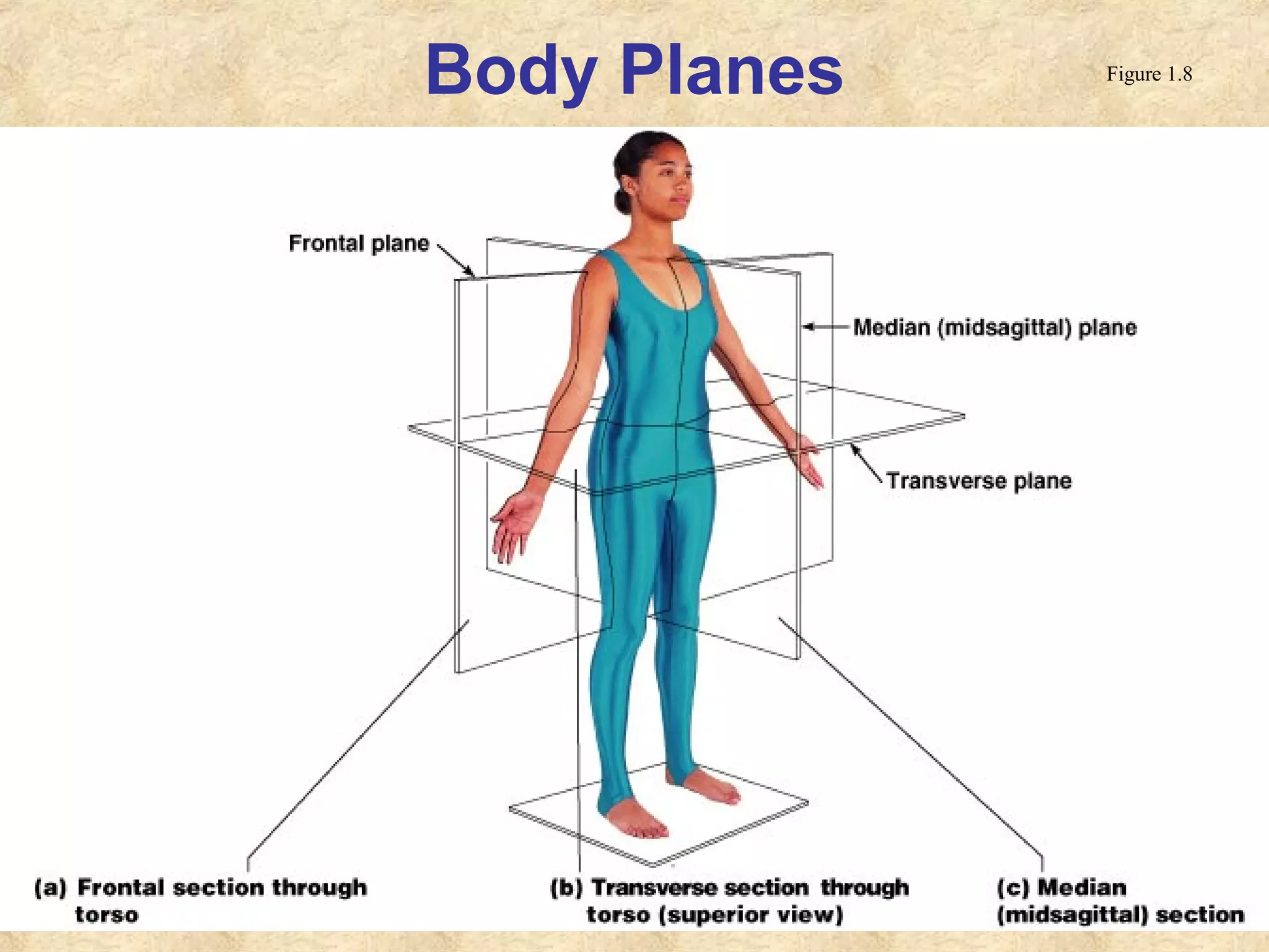 Body Planes Figure 1.8
 