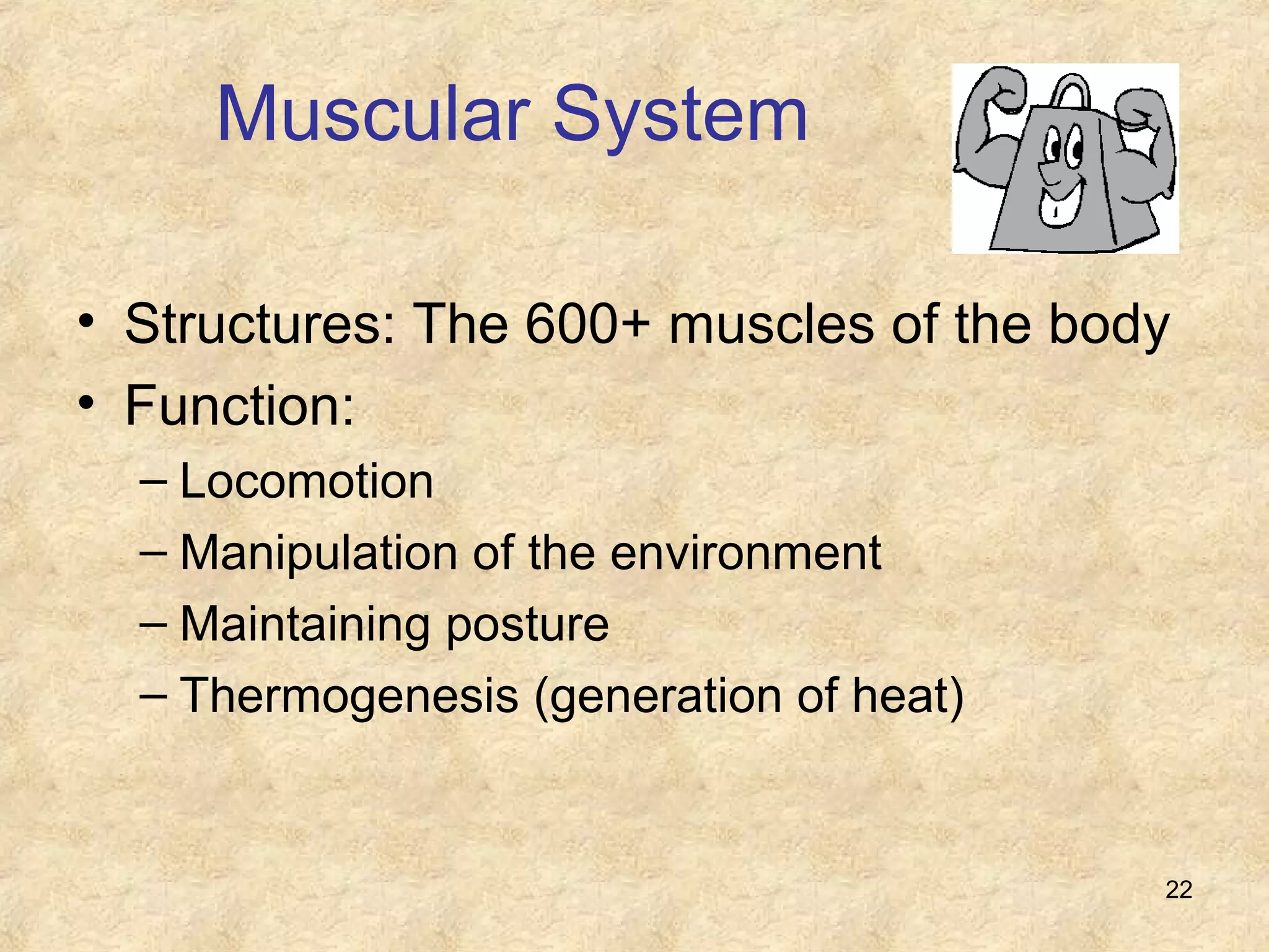 22
Muscular System
• Structures: The 600+ muscles of the body
• Function:
– Locomotion
– Manipulation of the environment
– Maintaining posture
– Thermogenesis (generation of heat)
 