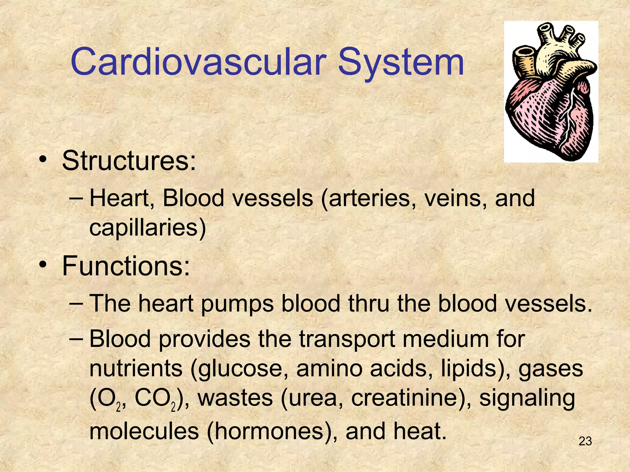 23
Cardiovascular System
• Structures:
– Heart, Blood vessels (arteries, veins, and
capillaries)
• Functions:
– The heart pumps blood thru the blood vessels.
– Blood provides the transport medium for
nutrients (glucose, amino acids, lipids), gases
(O2, CO2), wastes (urea, creatinine), signaling
molecules (hormones), and heat.
 