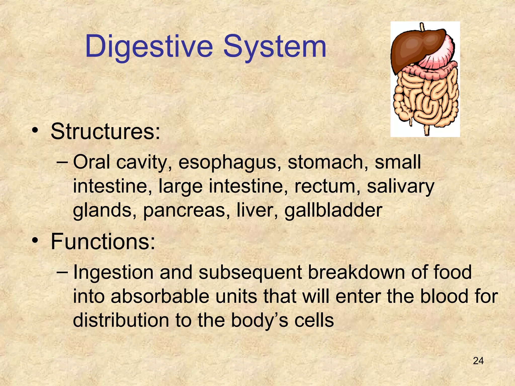 24
Digestive System
• Structures:
– Oral cavity, esophagus, stomach, small
intestine, large intestine, rectum, salivary
glands, pancreas, liver, gallbladder
• Functions:
– Ingestion and subsequent breakdown of food
into absorbable units that will enter the blood for
distribution to the body’s cells
 