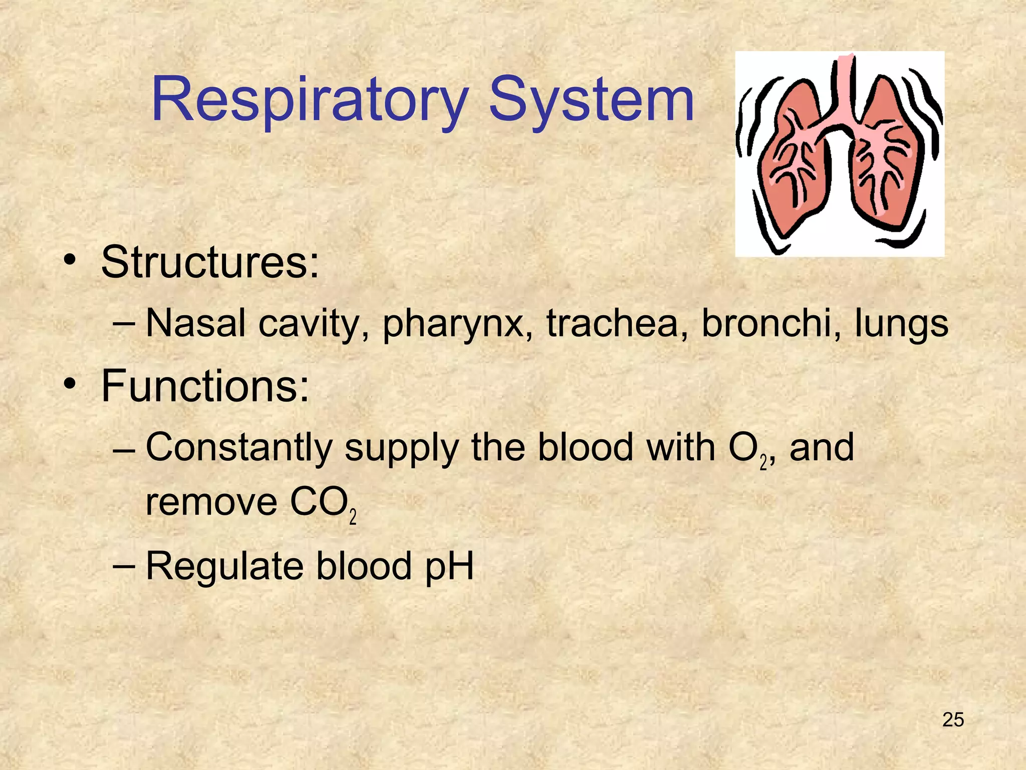 25
Respiratory System
• Structures:
– Nasal cavity, pharynx, trachea, bronchi, lungs
• Functions:
– Constantly supply the blood with O2, and
remove CO2
– Regulate blood pH
 