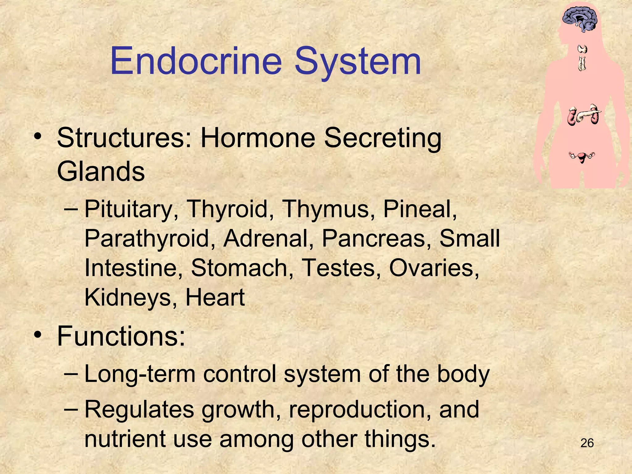 26
Endocrine System
• Structures: Hormone Secreting
Glands
– Pituitary, Thyroid, Thymus, Pineal,
Parathyroid, Adrenal, Pancreas, Small
Intestine, Stomach, Testes, Ovaries,
Kidneys, Heart
• Functions:
– Long-term control system of the body
– Regulates growth, reproduction, and
nutrient use among other things.
 