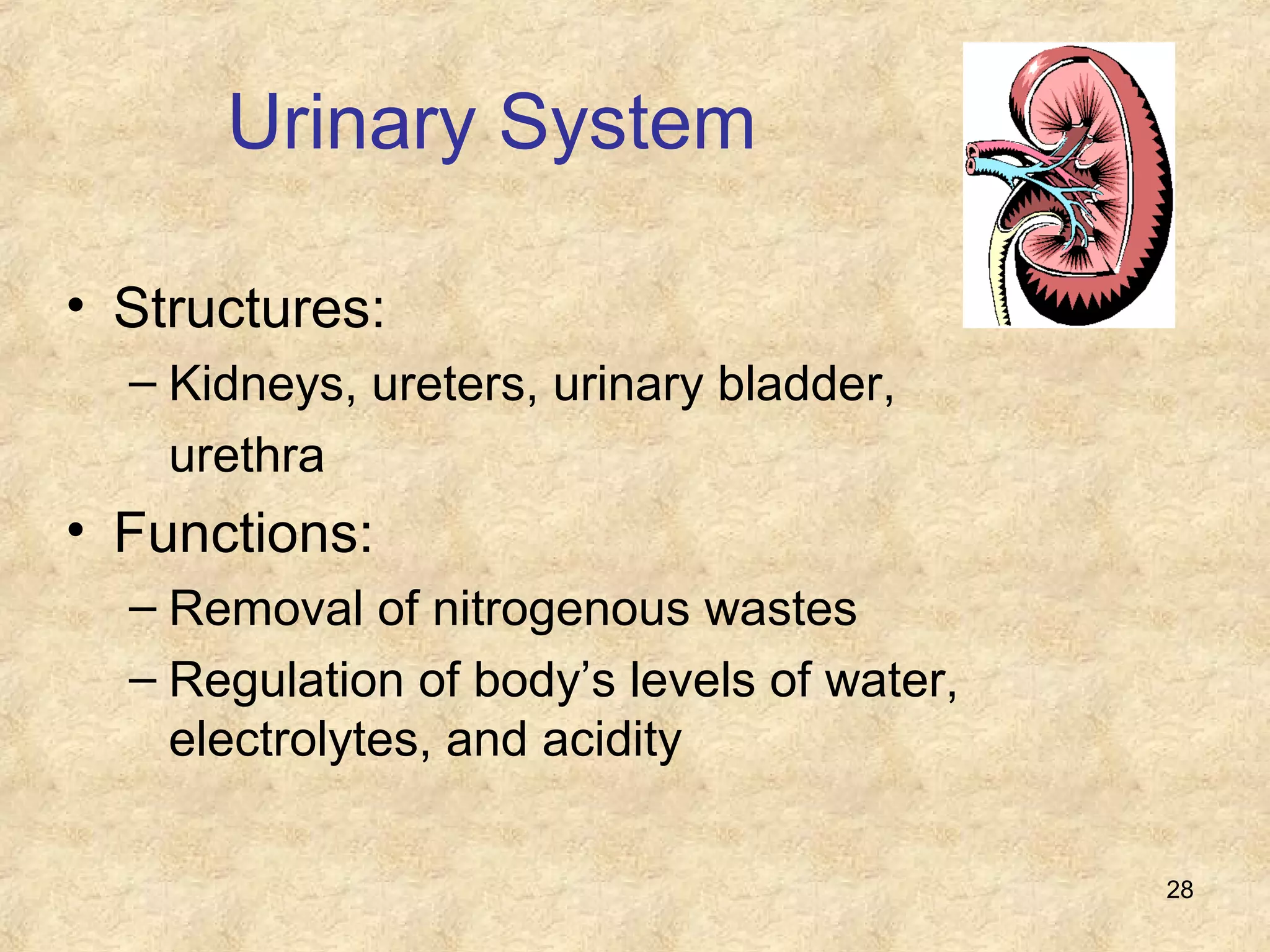 28
Urinary System
• Structures:
– Kidneys, ureters, urinary bladder,
urethra
• Functions:
– Removal of nitrogenous wastes
– Regulation of body’s levels of water,
electrolytes, and acidity
 