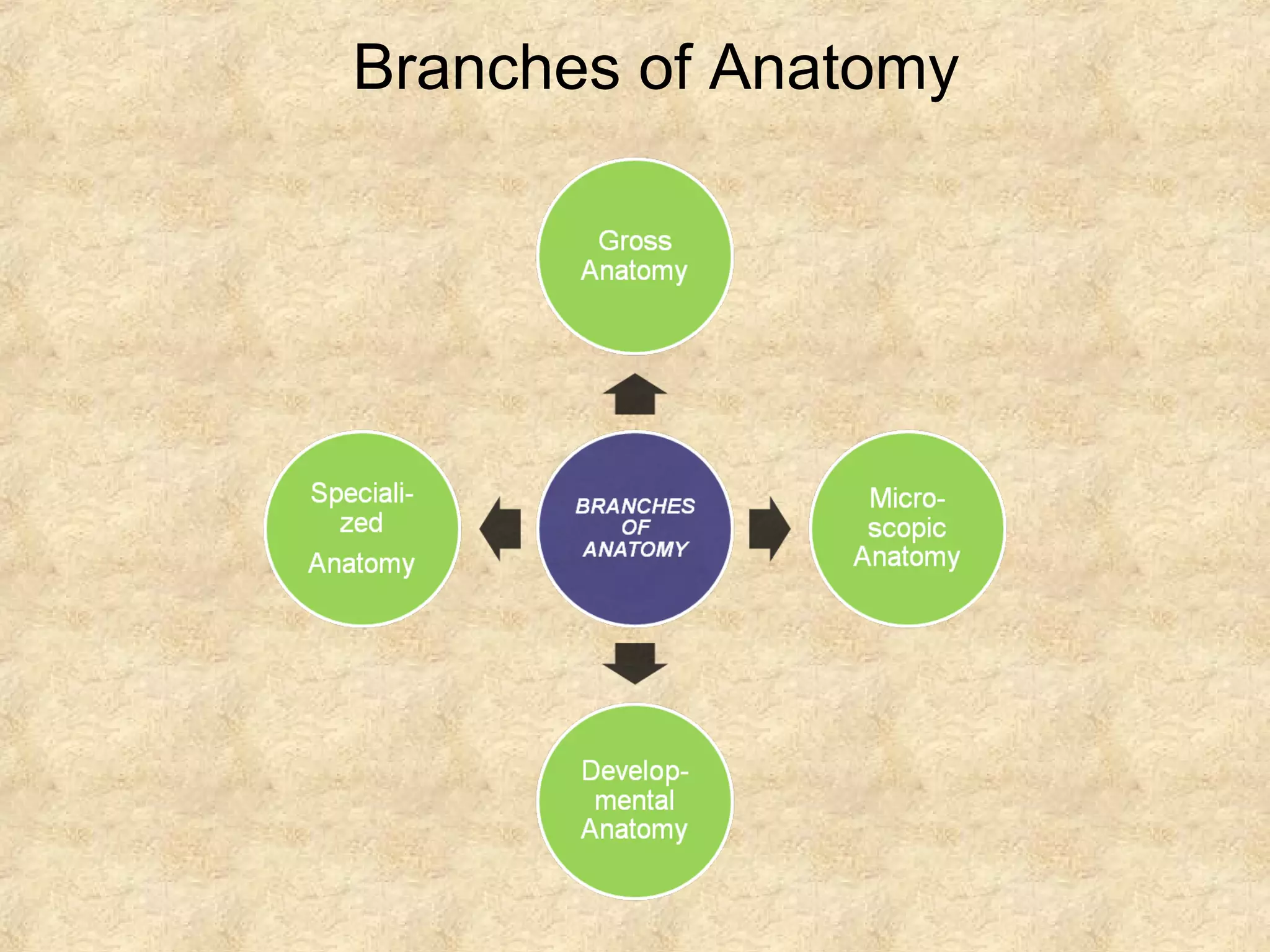 Branches of Anatomy
 