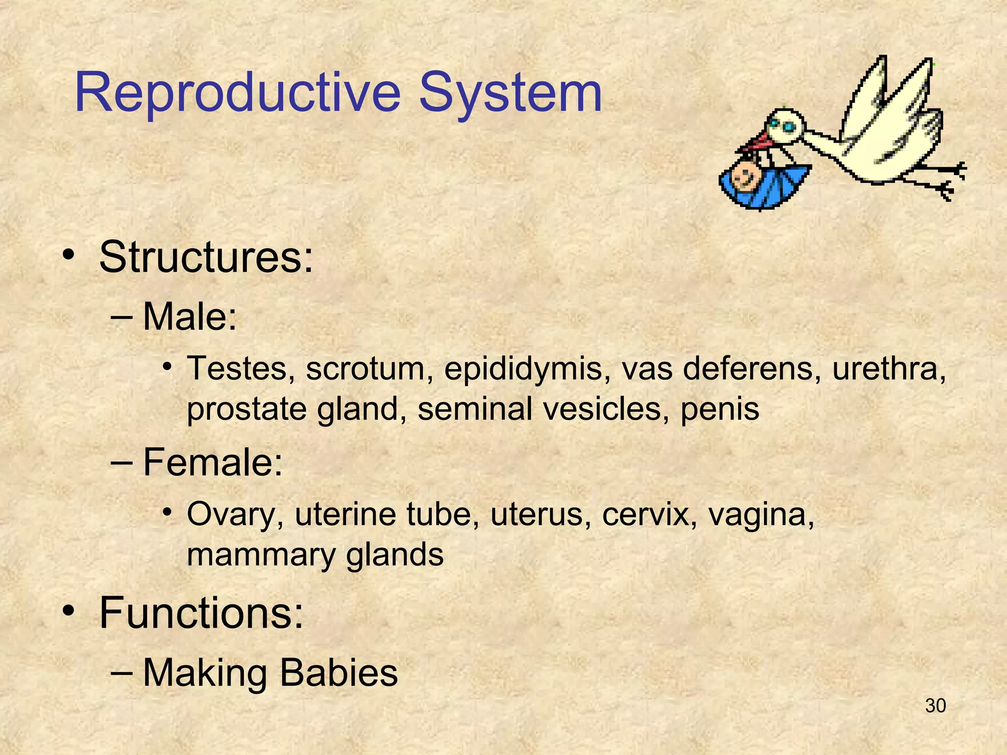 30
Reproductive System
• Structures:
– Male:
• Testes, scrotum, epididymis, vas deferens, urethra,
prostate gland, seminal vesicles, penis
– Female:
• Ovary, uterine tube, uterus, cervix, vagina,
mammary glands
• Functions:
– Making Babies
 