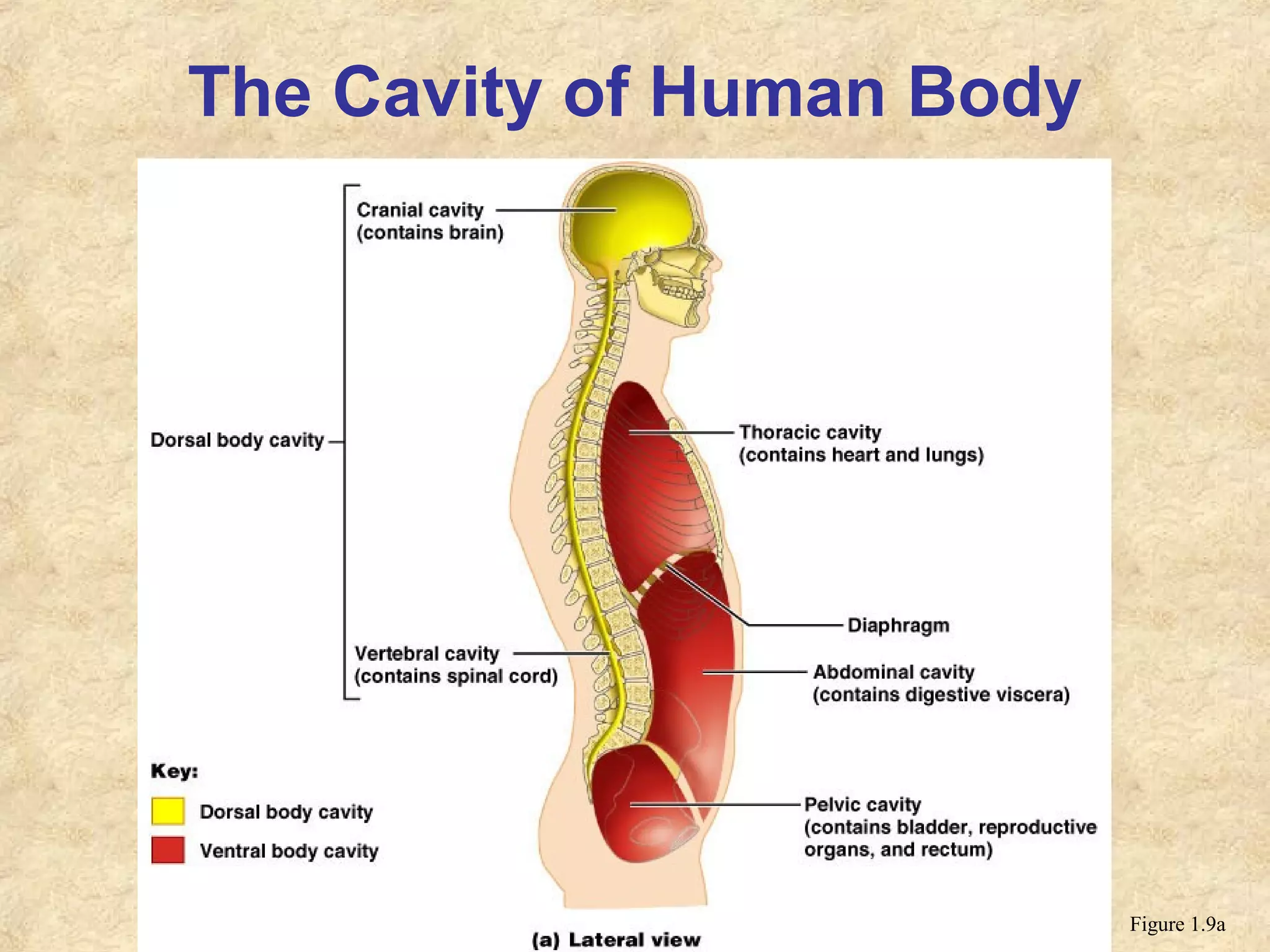 The Cavity of Human Body
Figure 1.9a
 