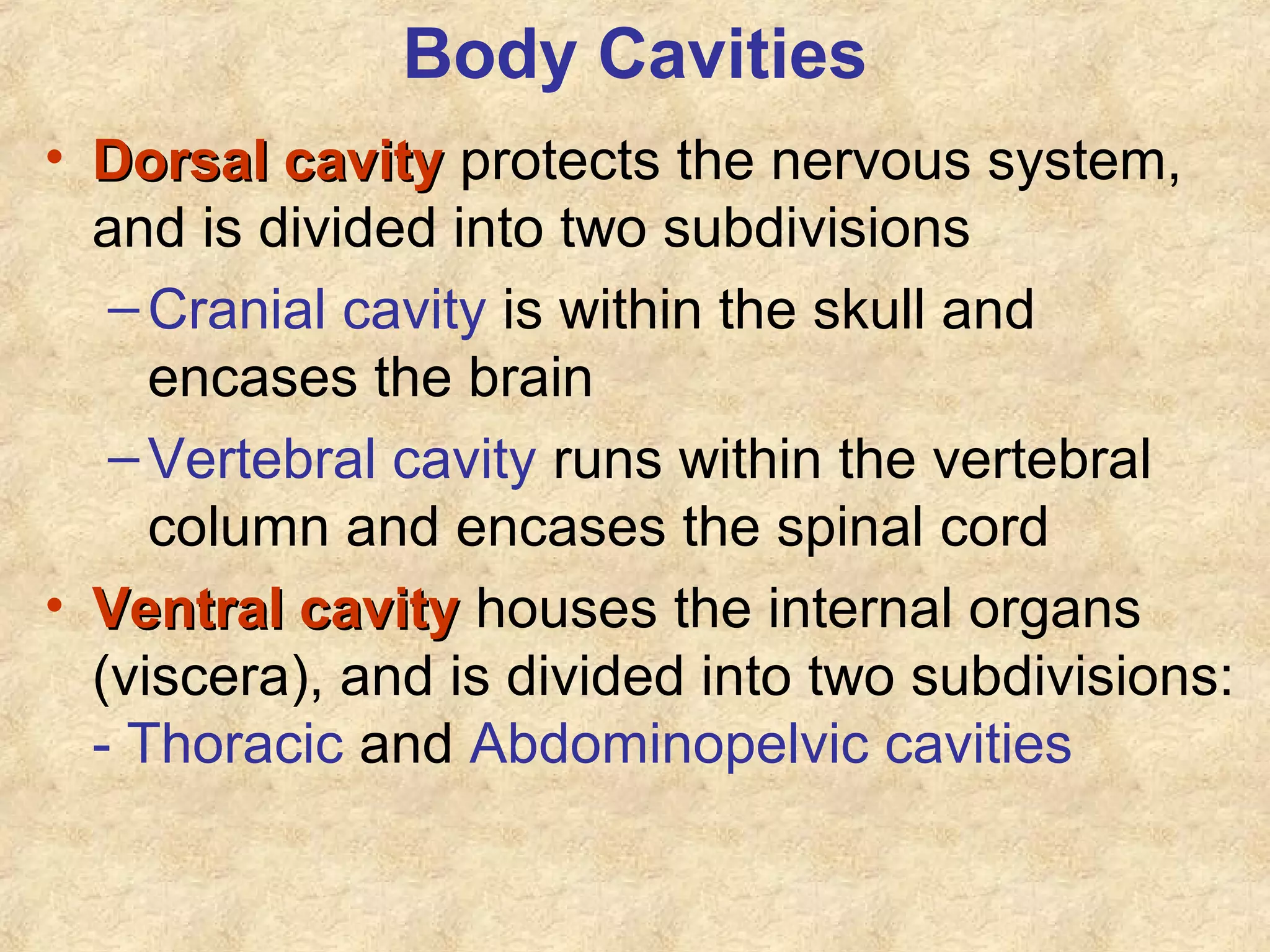 Body Cavities
• Dorsal cavityDorsal cavity protects the nervous system,
and is divided into two subdivisions
–Cranial cavity is within the skull and
encases the brain
–Vertebral cavity runs within the vertebral
column and encases the spinal cord
• Ventral cavityVentral cavity houses the internal organs
(viscera), and is divided into two subdivisions:
- Thoracic and Abdominopelvic cavities
 
