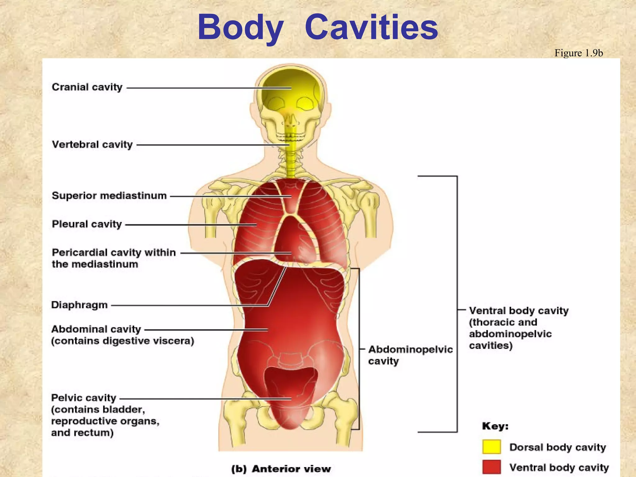 Body Cavities Figure 1.9b
 