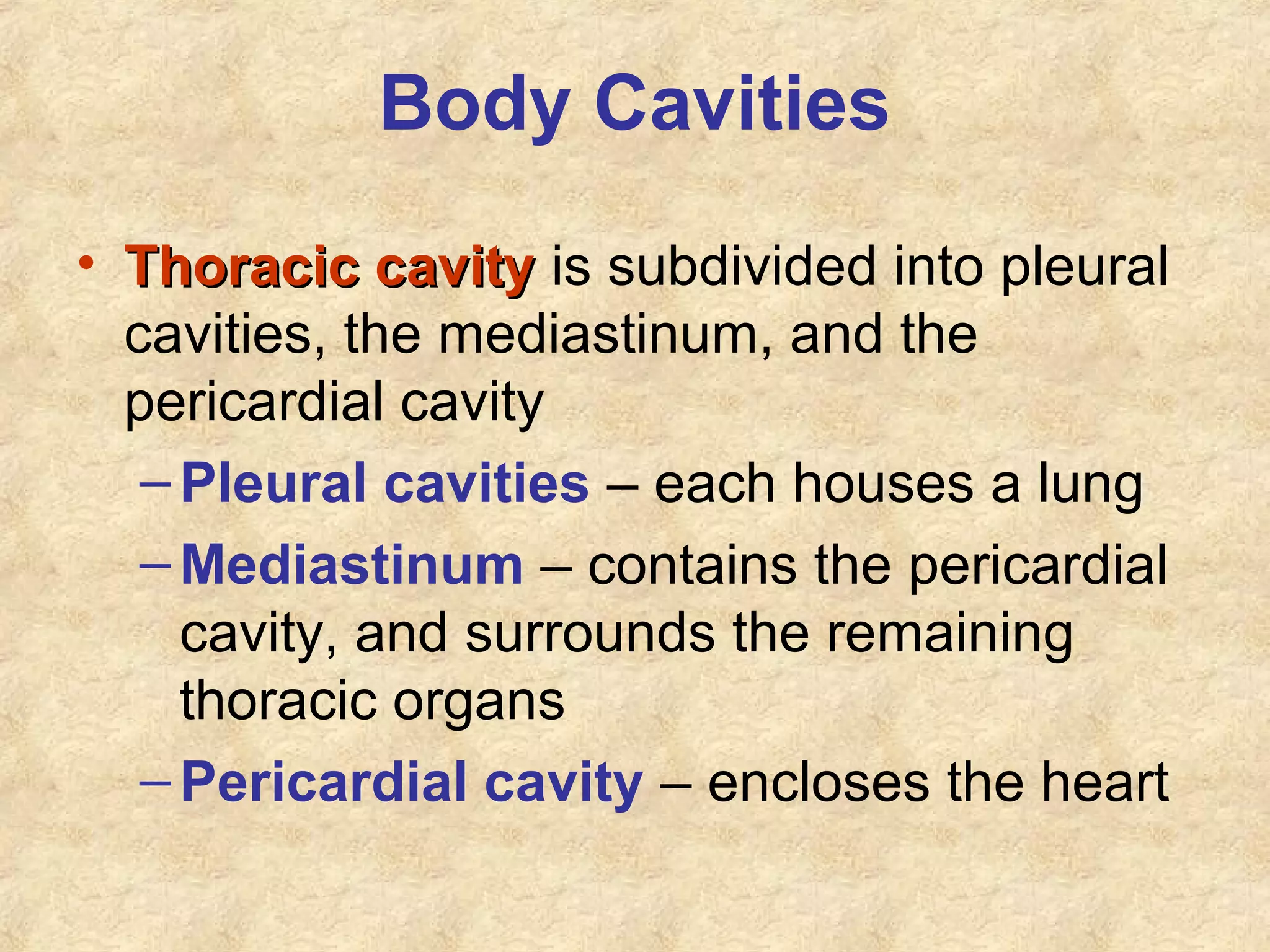 Body Cavities
• Thoracic cavityThoracic cavity is subdivided into pleural
cavities, the mediastinum, and the
pericardial cavity
–Pleural cavities – each houses a lung
–Mediastinum – contains the pericardial
cavity, and surrounds the remaining
thoracic organs
–Pericardial cavity – encloses the heart
 