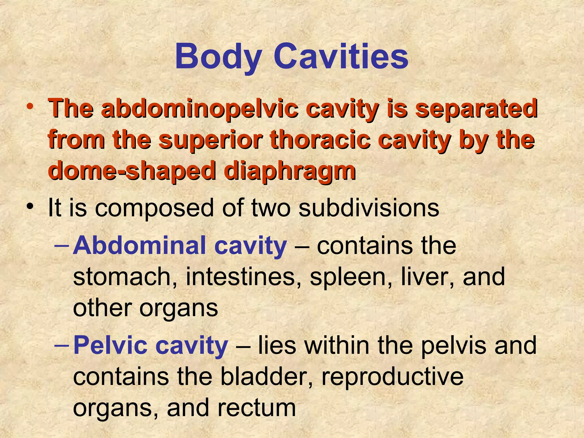 Body Cavities
• The abdominopelvic cavity is separatedThe abdominopelvic cavity is separated
from the superior thoracic cavity by thefrom the superior thoracic cavity by the
dome-shaped diaphragmdome-shaped diaphragm
• It is composed of two subdivisions
–Abdominal cavity – contains the
stomach, intestines, spleen, liver, and
other organs
–Pelvic cavity – lies within the pelvis and
contains the bladder, reproductive
organs, and rectum
 