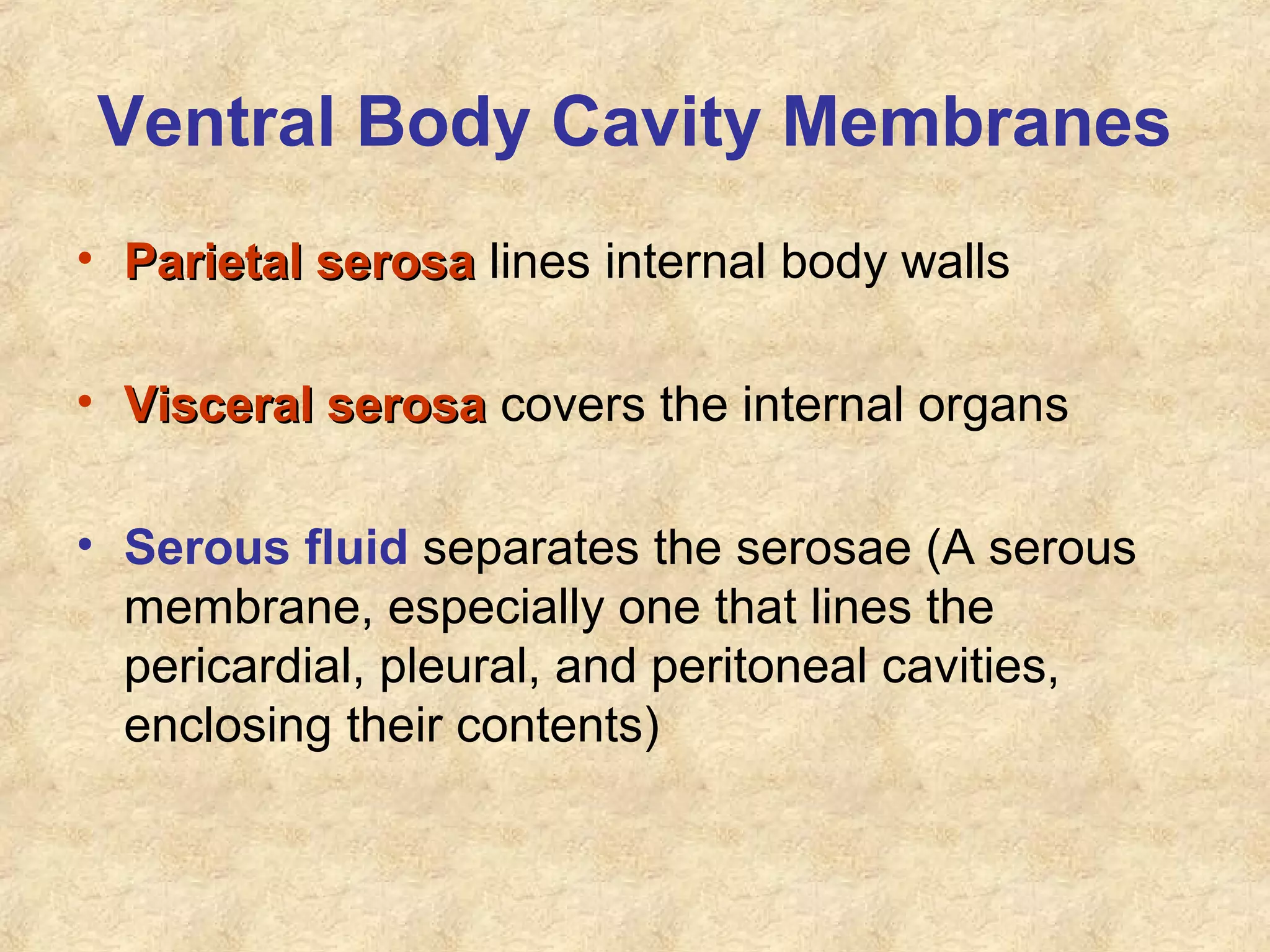 Ventral Body Cavity Membranes
• Parietal serosaParietal serosa lines internal body walls
• Visceral serosaVisceral serosa covers the internal organs
• Serous fluid separates the serosae (A serous
membrane, especially one that lines the
pericardial, pleural, and peritoneal cavities,
enclosing their contents)
 
