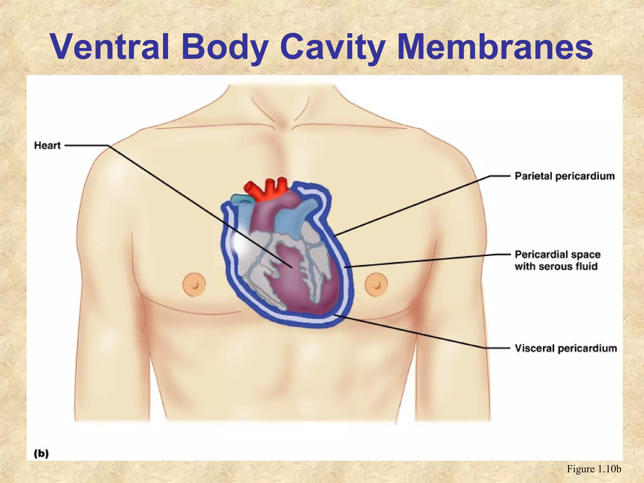 Ventral Body Cavity Membranes
Figure 1.10b
 