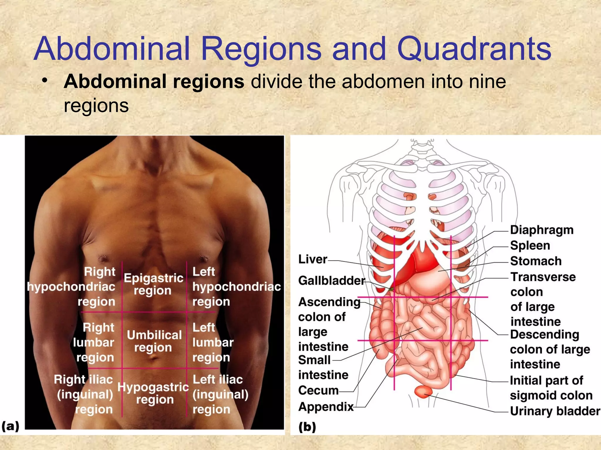 Abdominal Regions and Quadrants
• Abdominal regions divide the abdomen into nine
regions
 