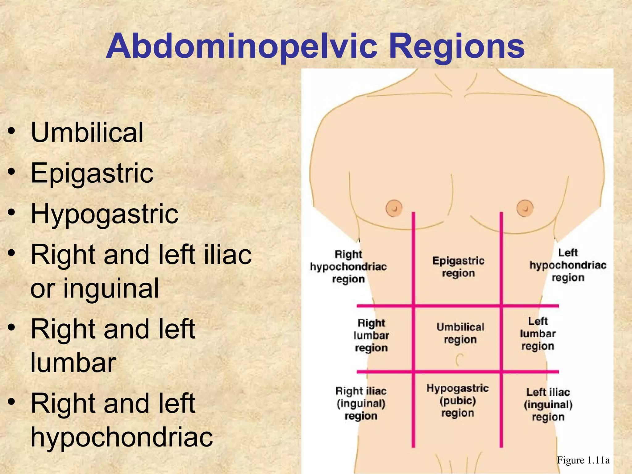 Abdominopelvic Regions
• Umbilical
• Epigastric
• Hypogastric
• Right and left iliac
or inguinal
• Right and left
lumbar
• Right and left
hypochondriac
Figure 1.11a
 