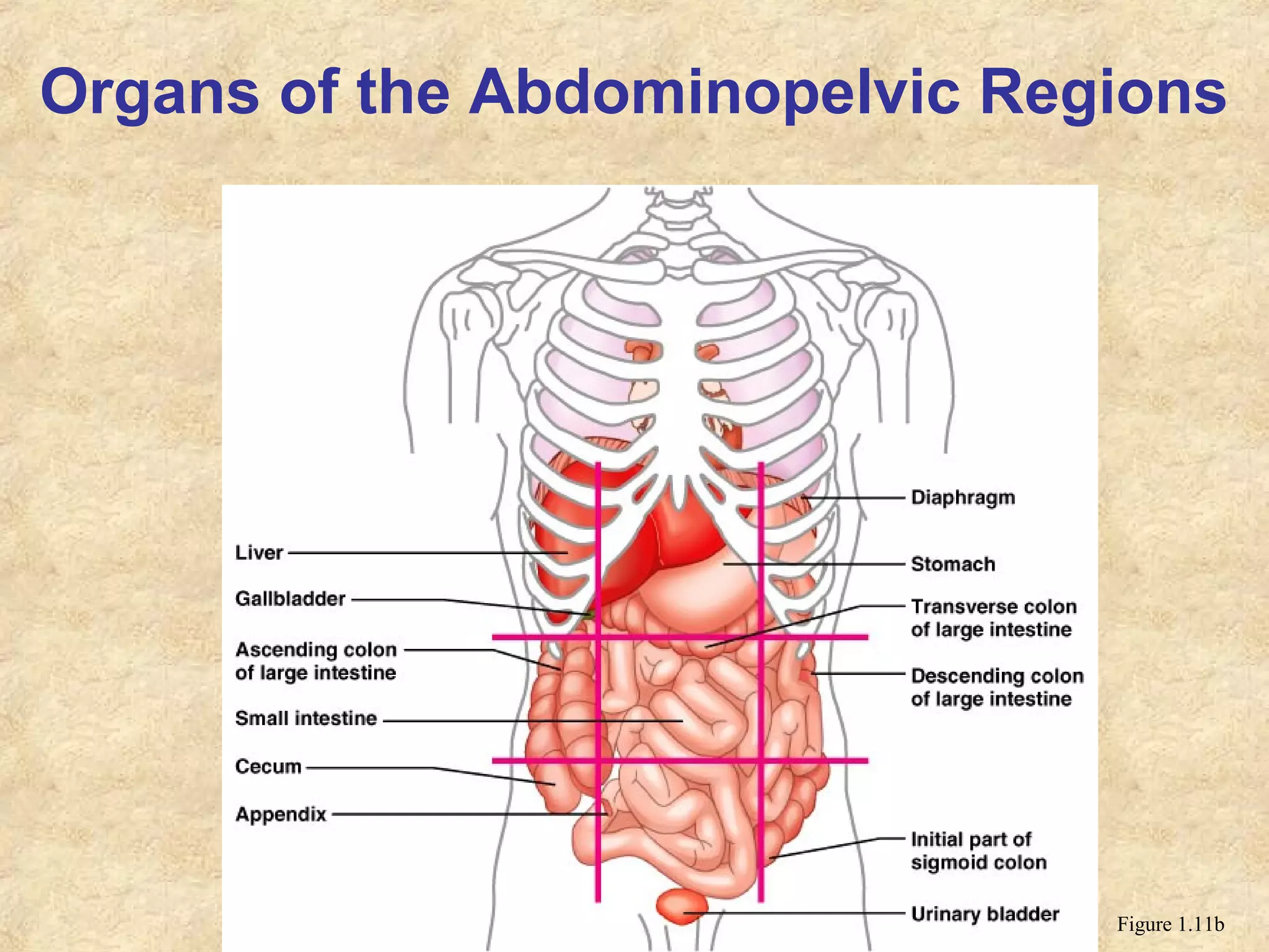 Organs of the Abdominopelvic Regions
Figure 1.11b
 