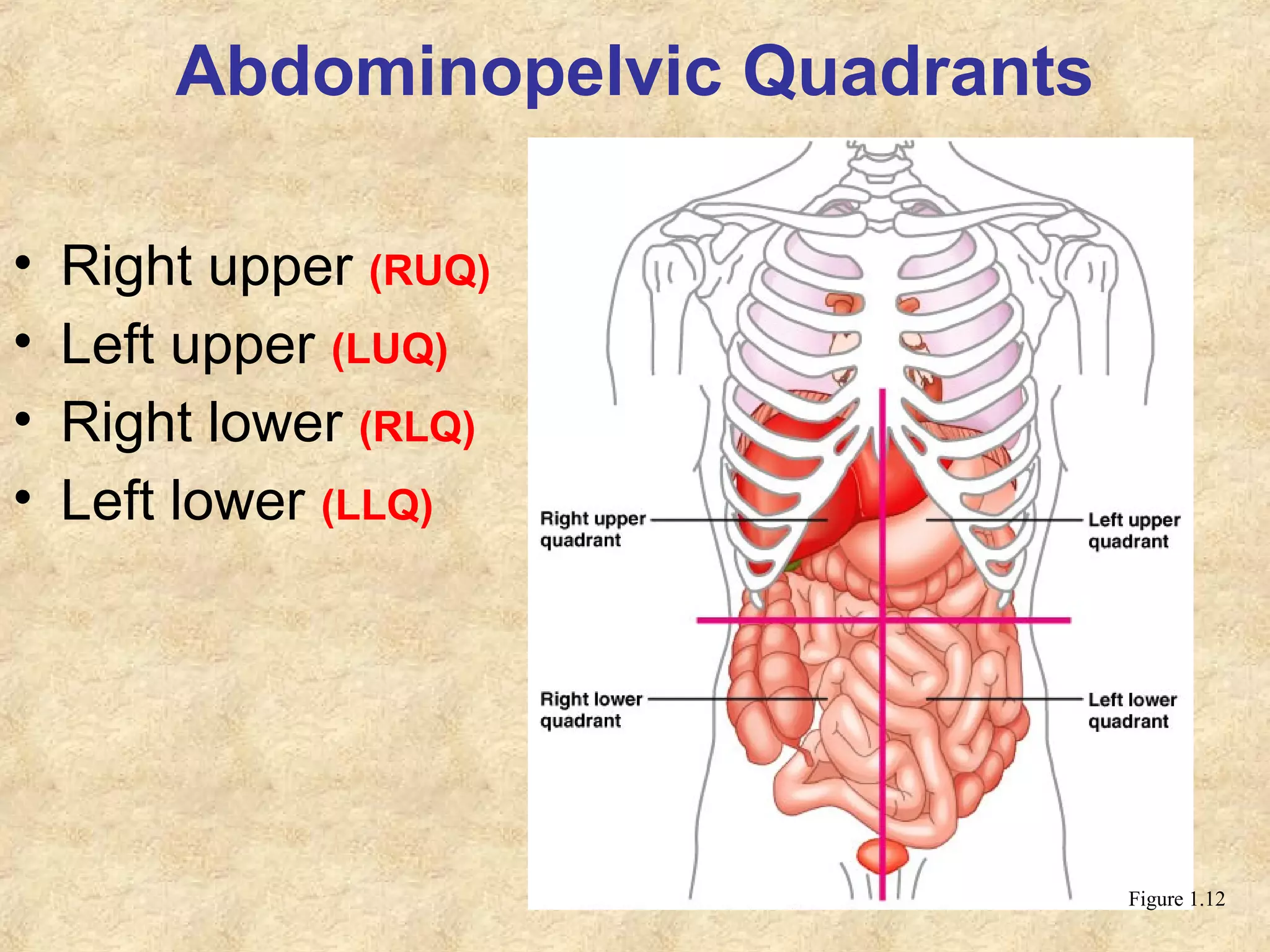 Abdominopelvic Quadrants
• Right upper (RUQ)
• Left upper (LUQ)
• Right lower (RLQ)
• Left lower (LLQ)
Figure 1.12
 